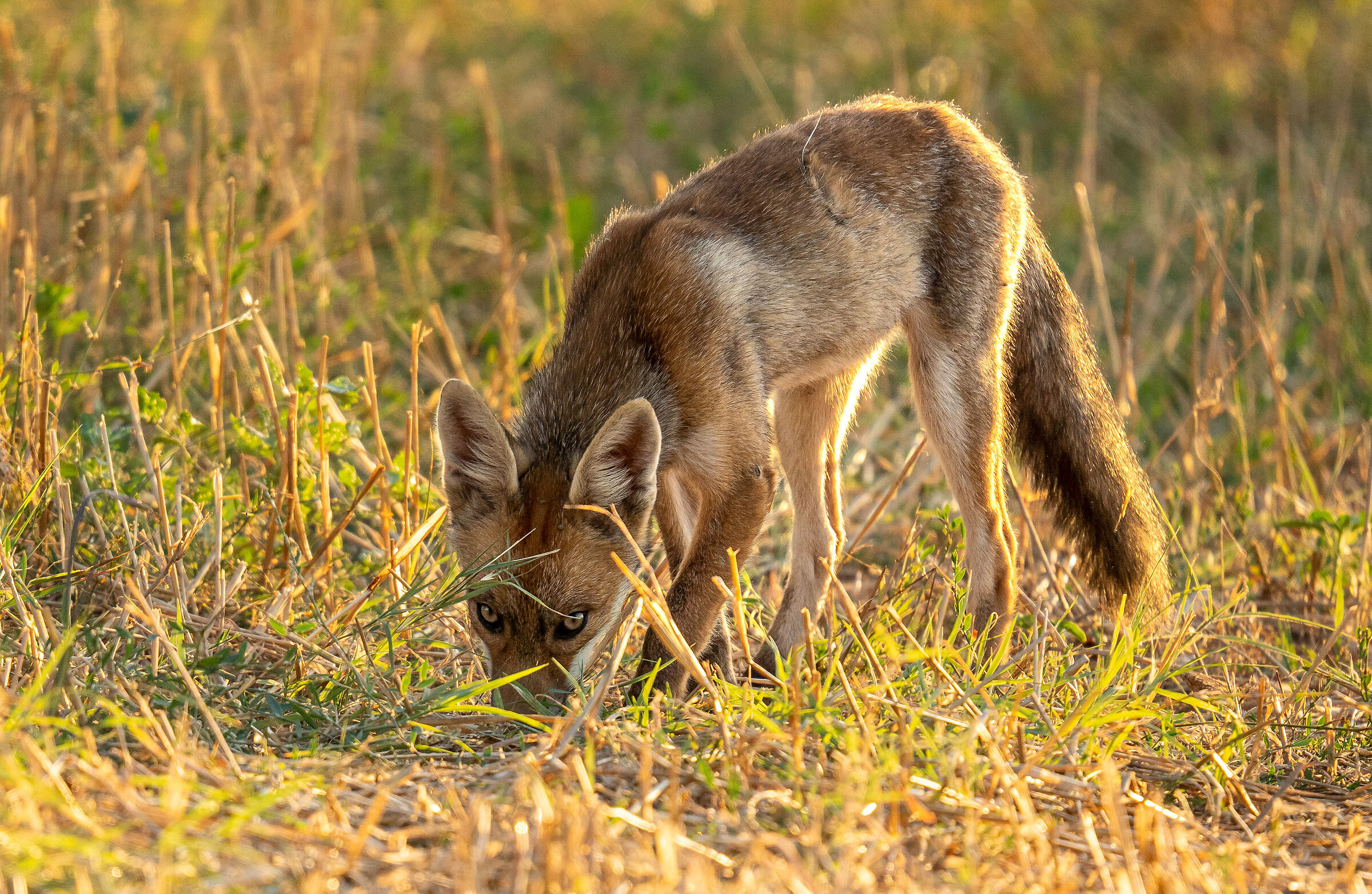 umano, ti tengo sempre sott'occhio