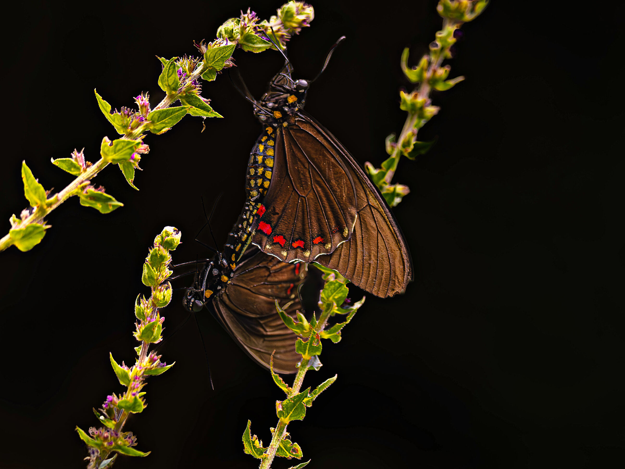 Batterfly