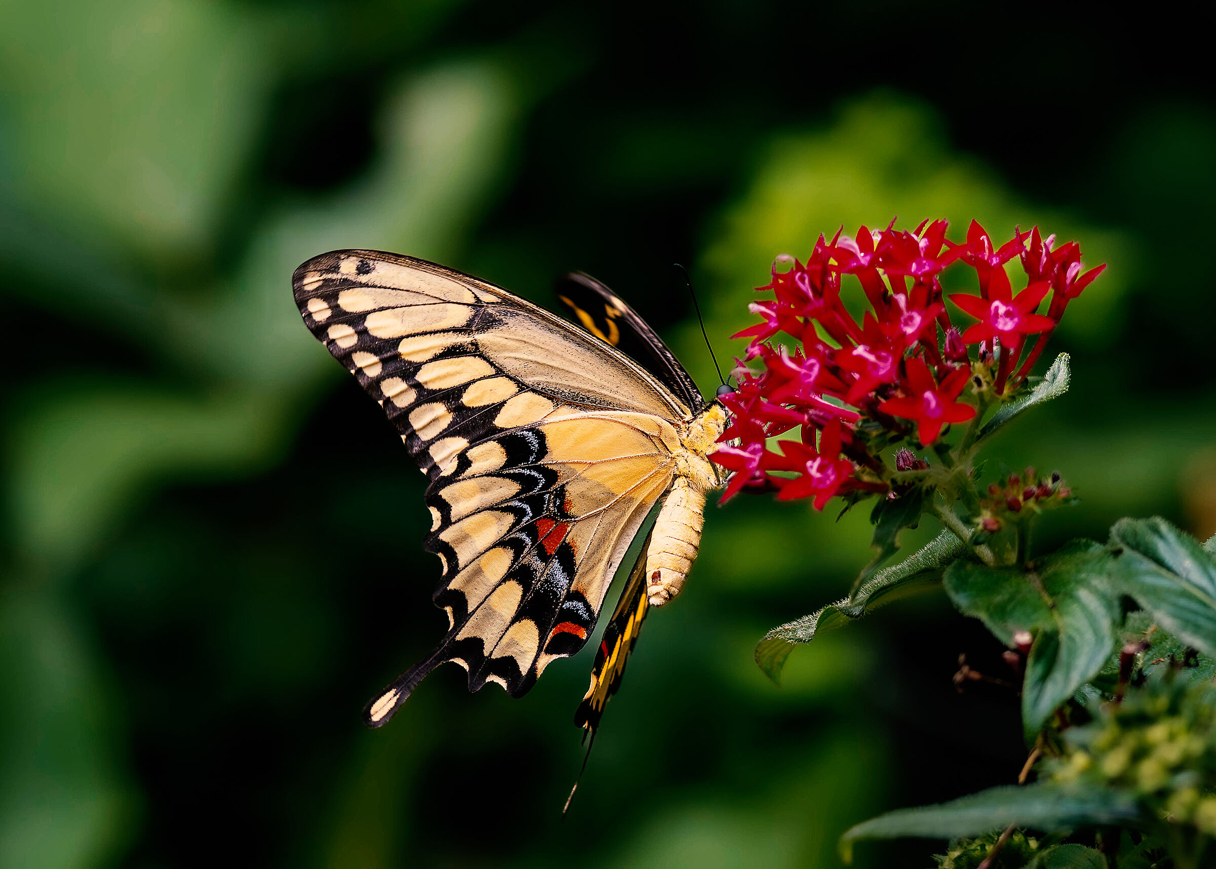 Batterfly