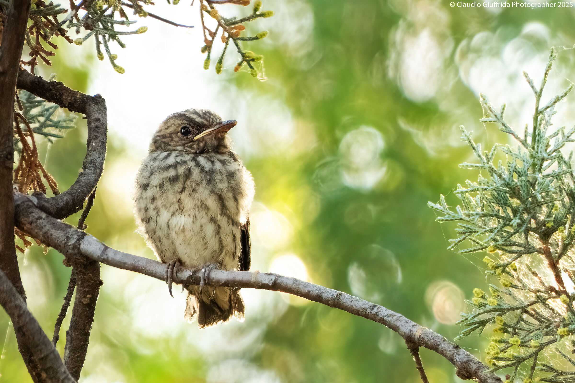 Giovane pigliamosche