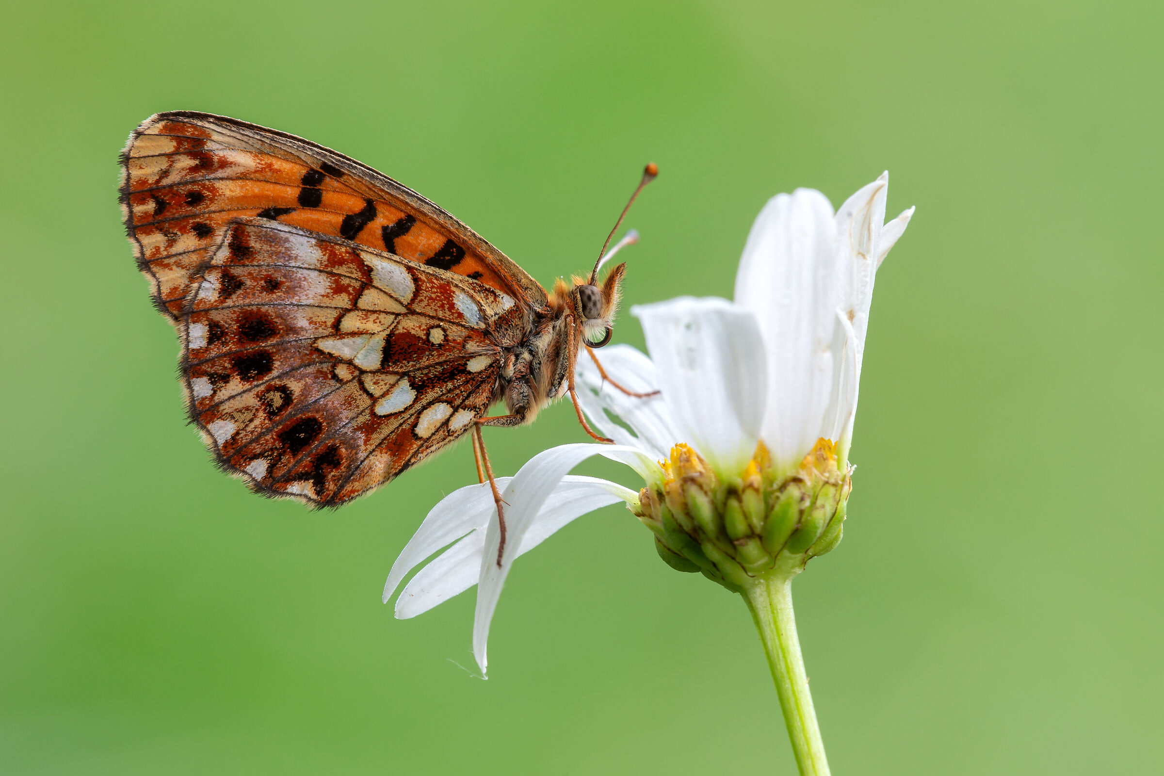 Boloria