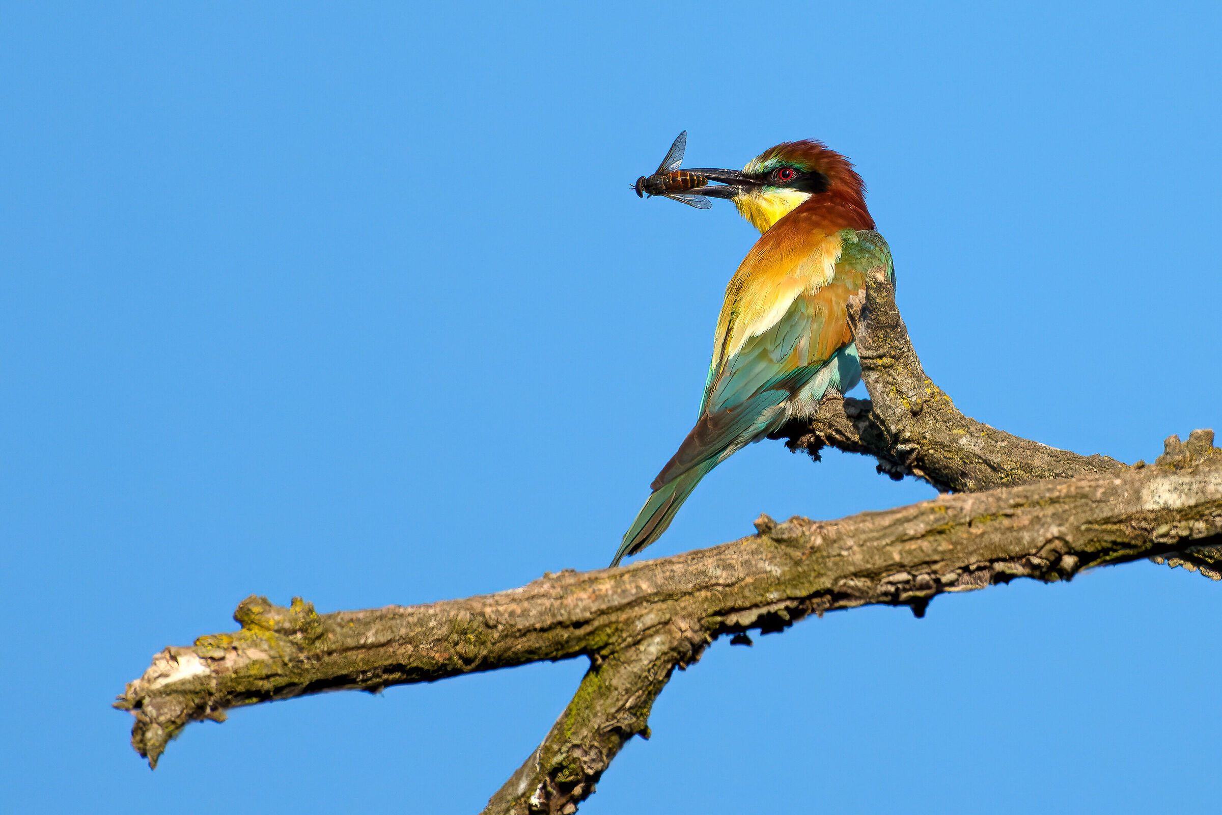 Bravo Gruccions, my friend, kill that bastard gadfly ;)