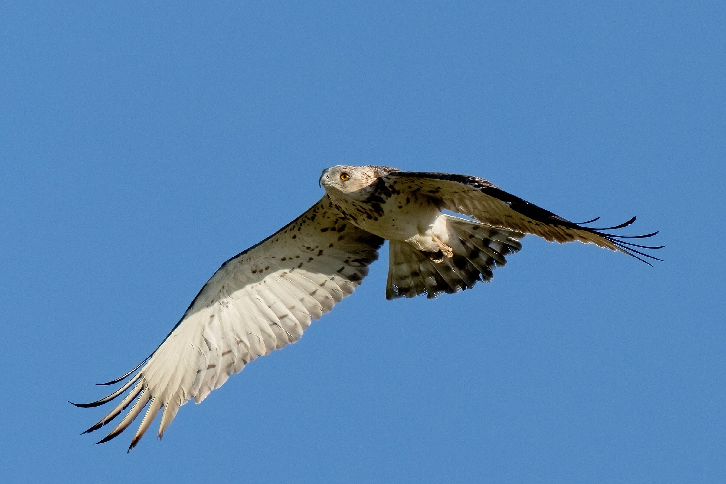 Biancone o Aquila dei serpenti (Circaetus gallicus)