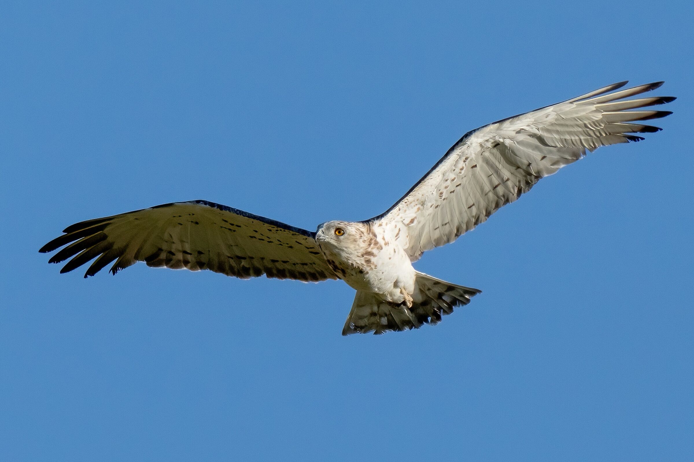 Short-toed Eagle (Circaetus gallicus)