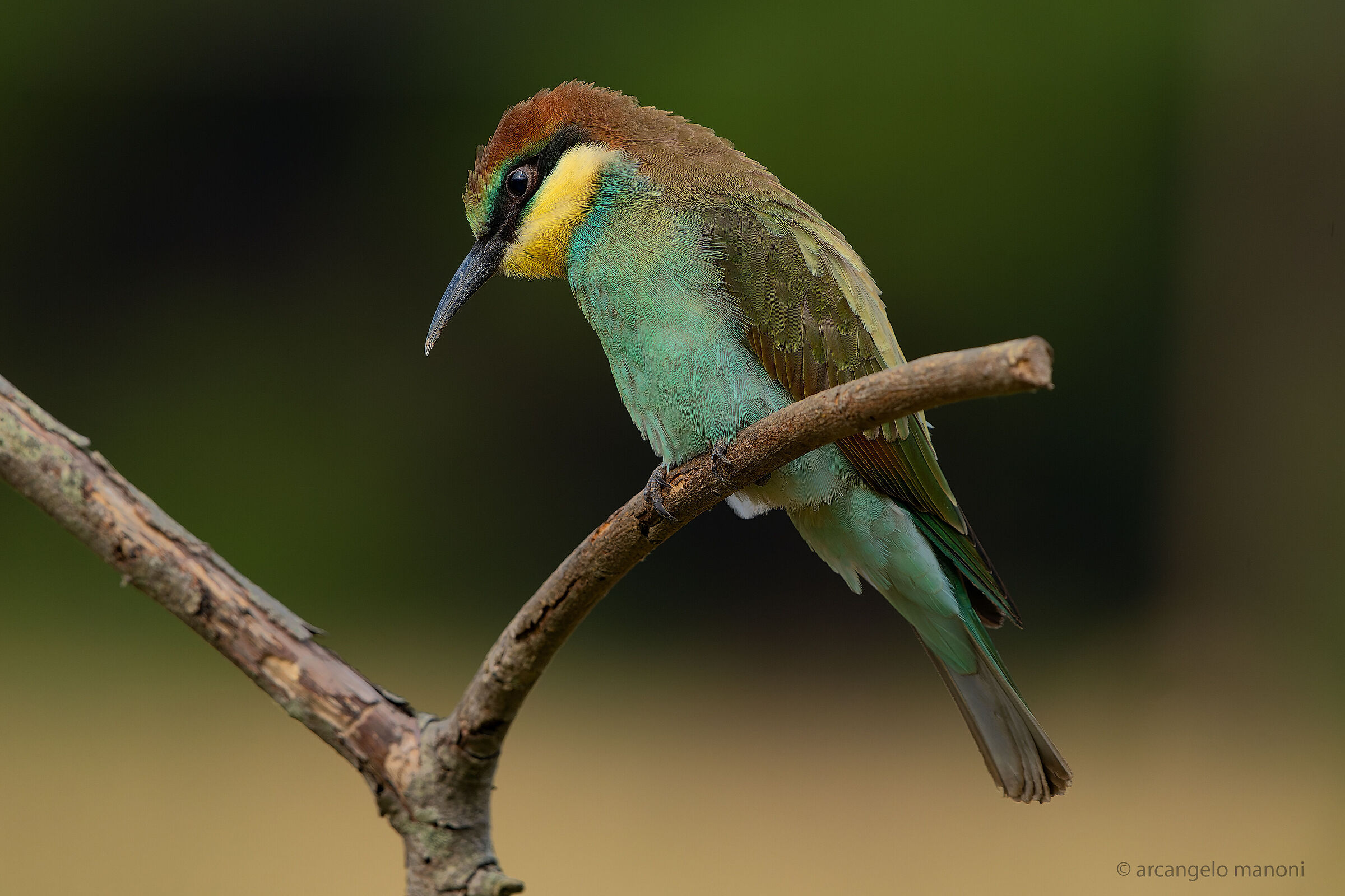 Un giovanissimo gruccione