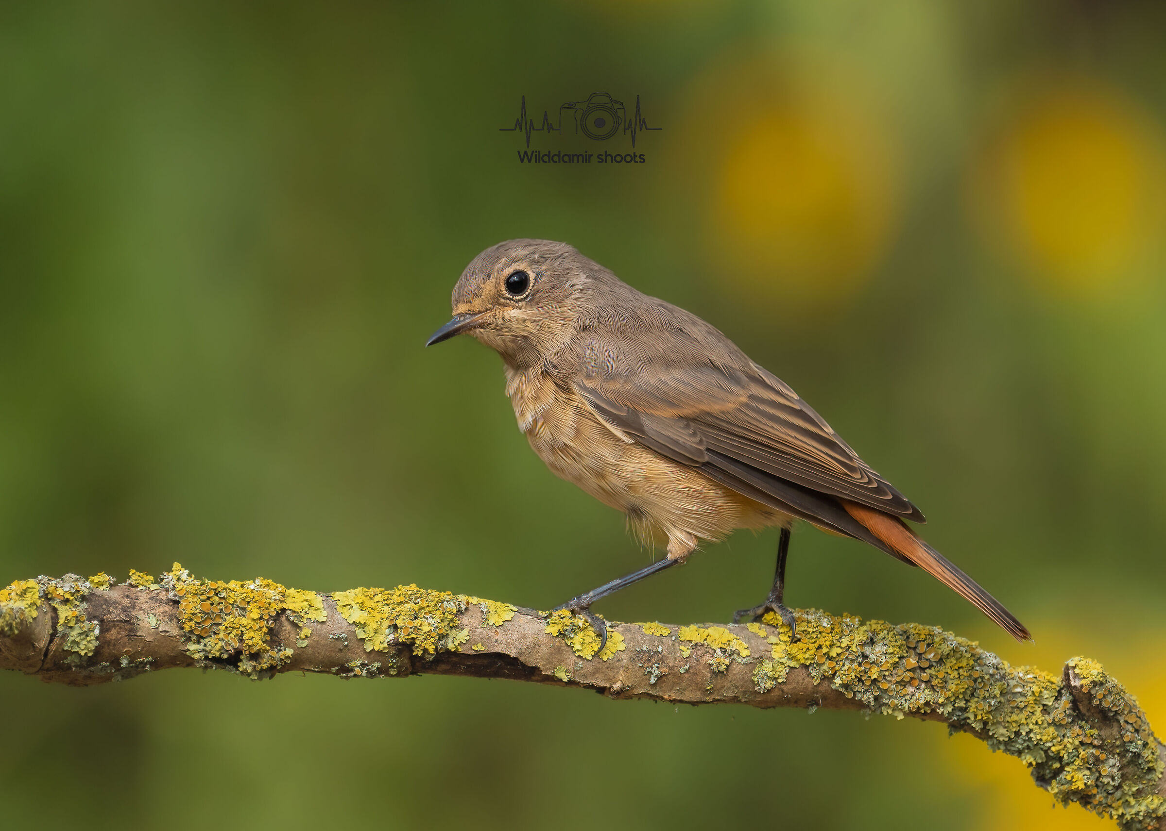 Redstart
