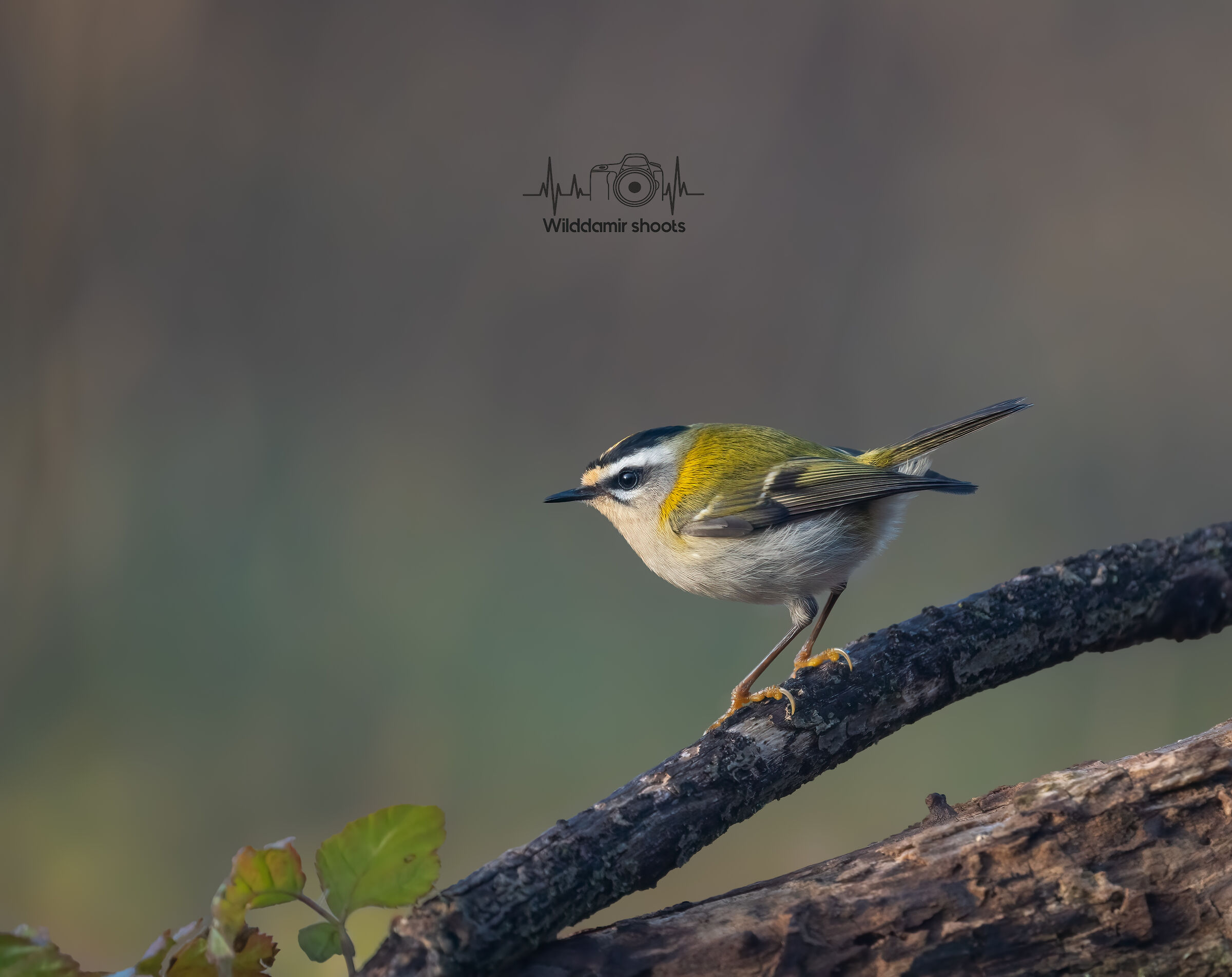 Firecrest