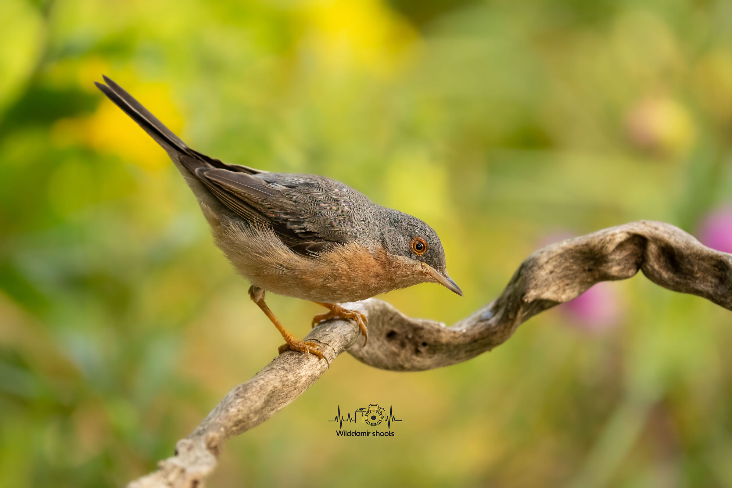 Moltoni Sterpazzolina