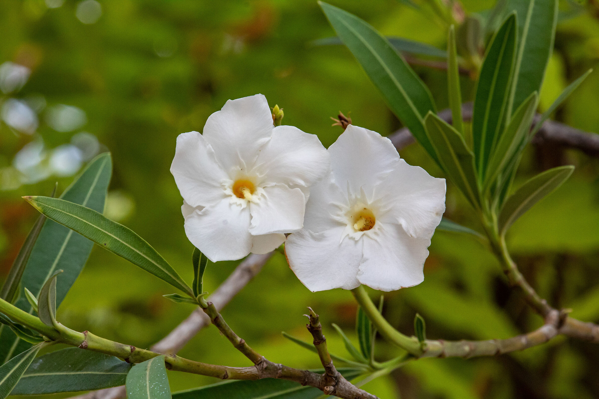 White oleander