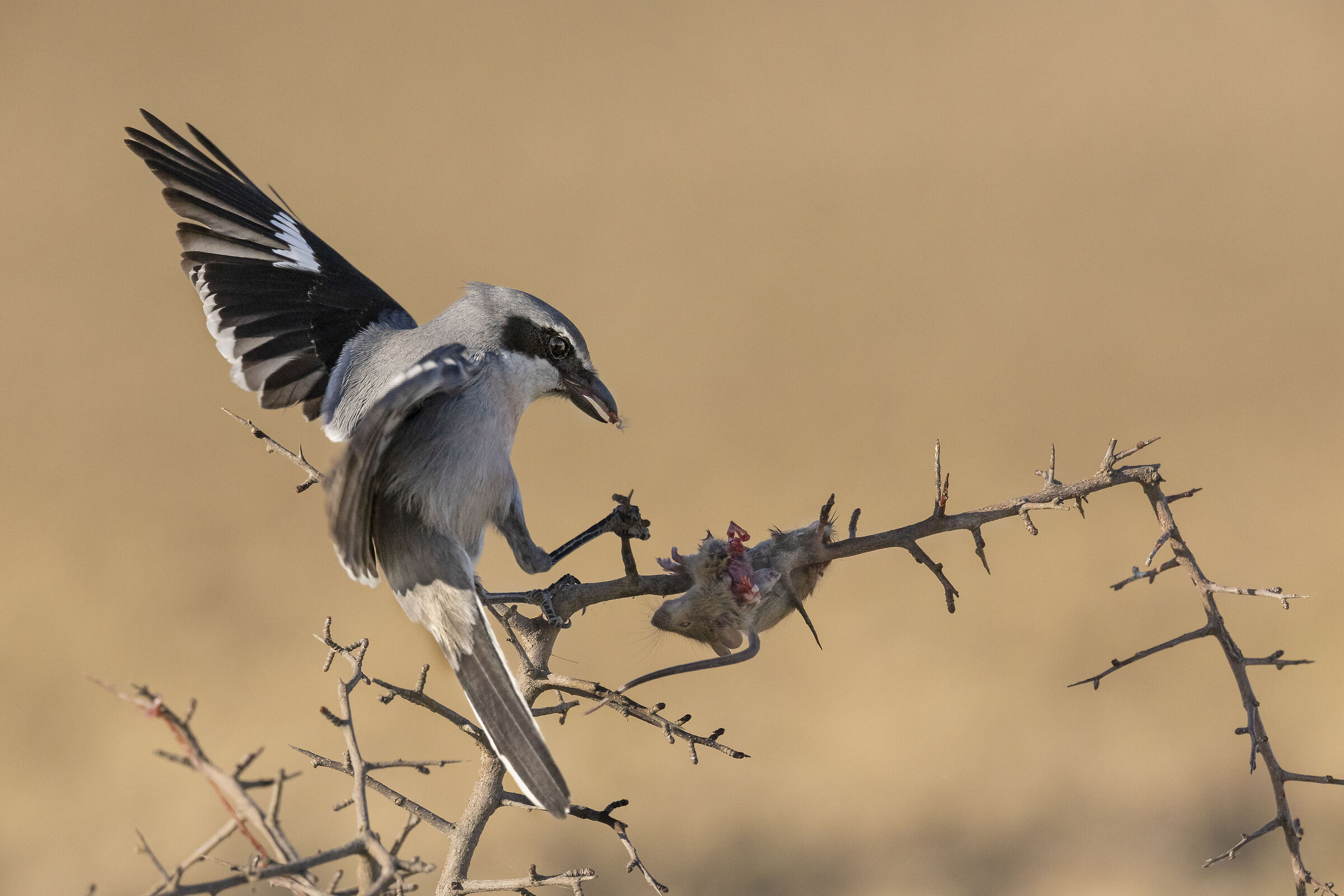 Southern Shrike