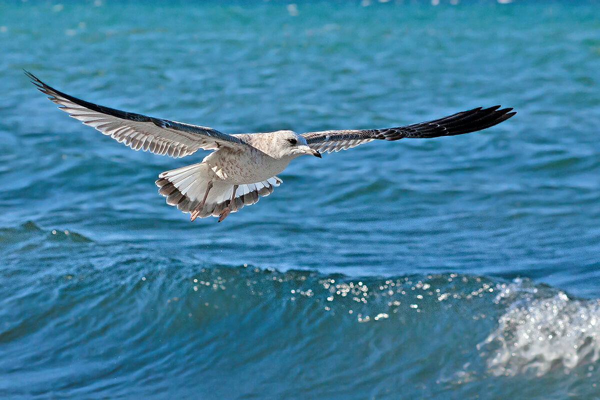 Gavina primo inverno