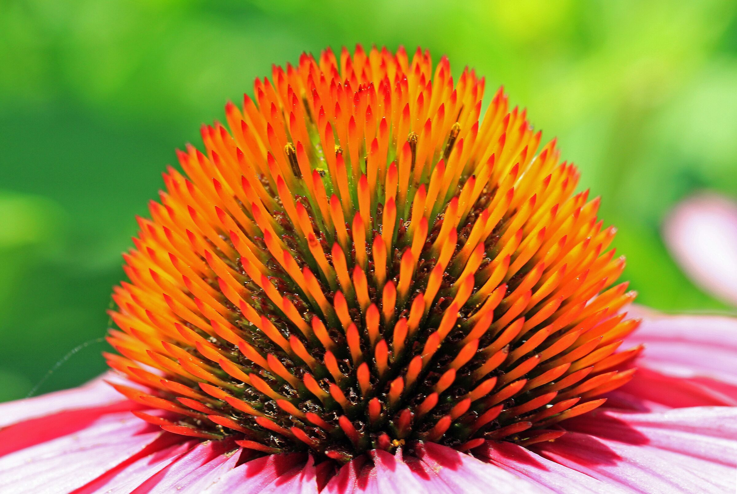 Echinacea purpurea