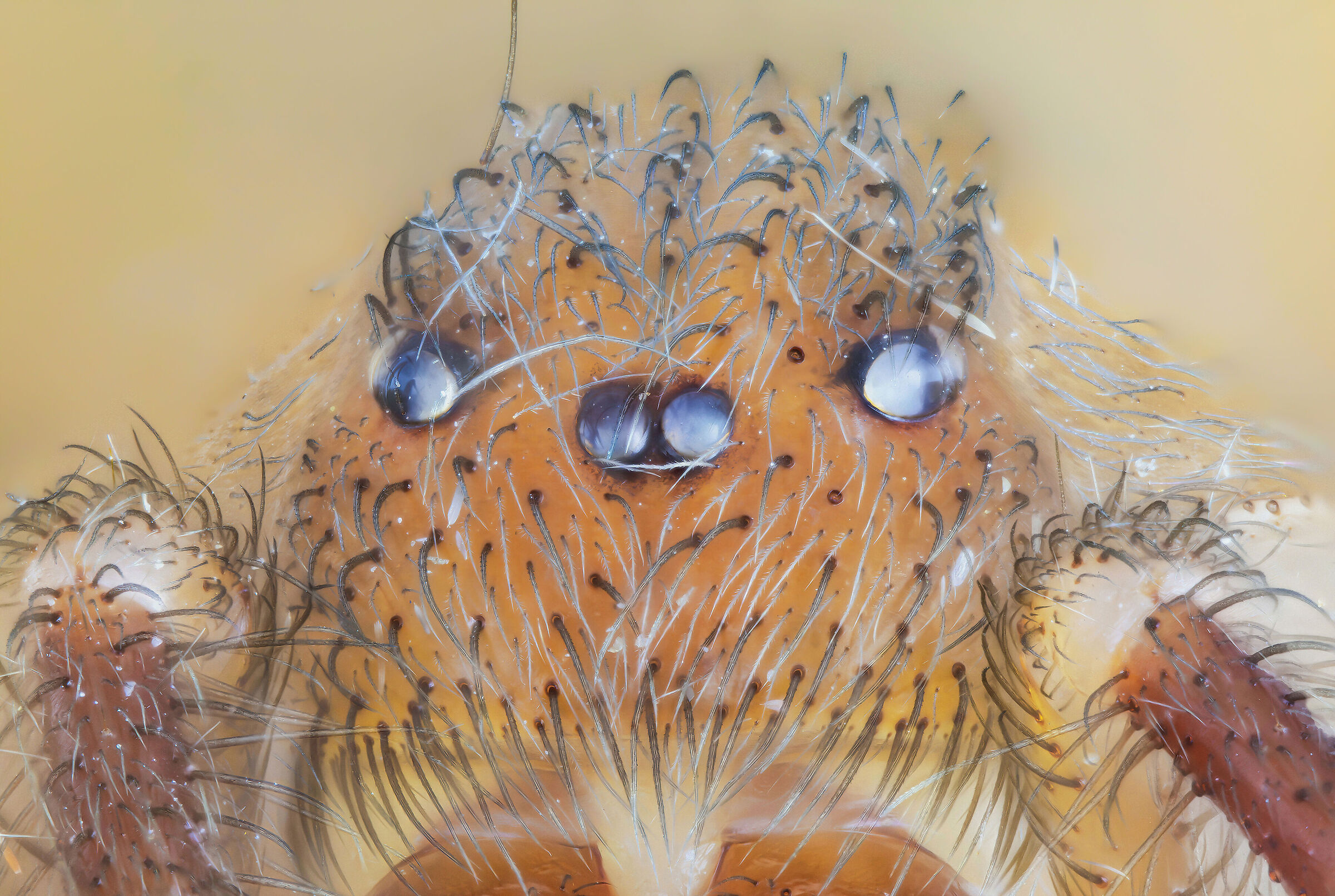 Loxosceles rufescens