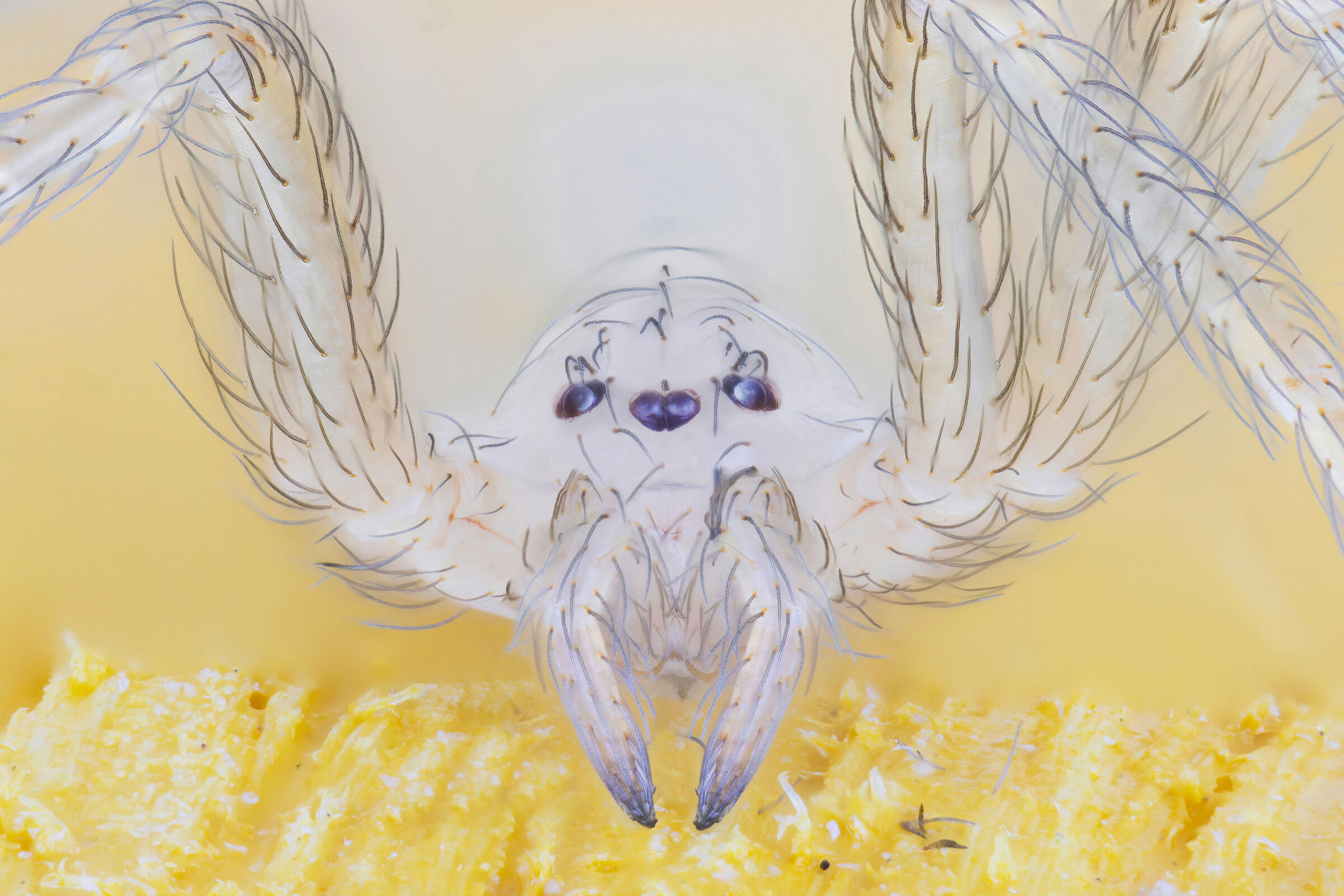 Violin spider just out of the egg