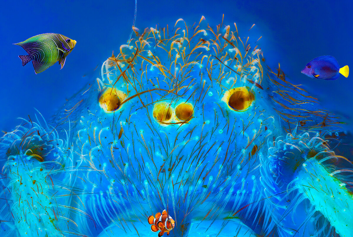 At the bottom of the sea... even violins you can meet