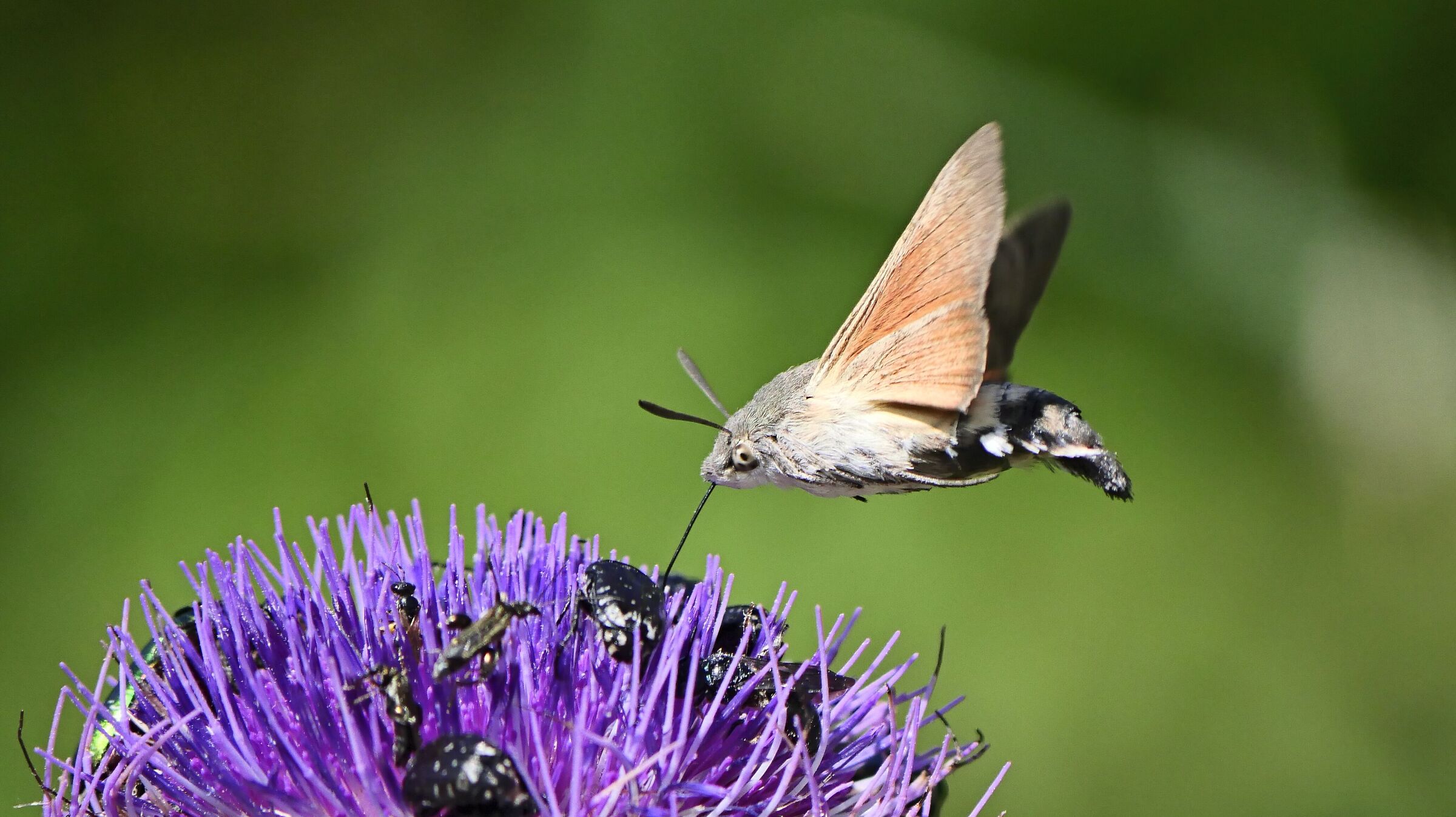 Falena colibrì