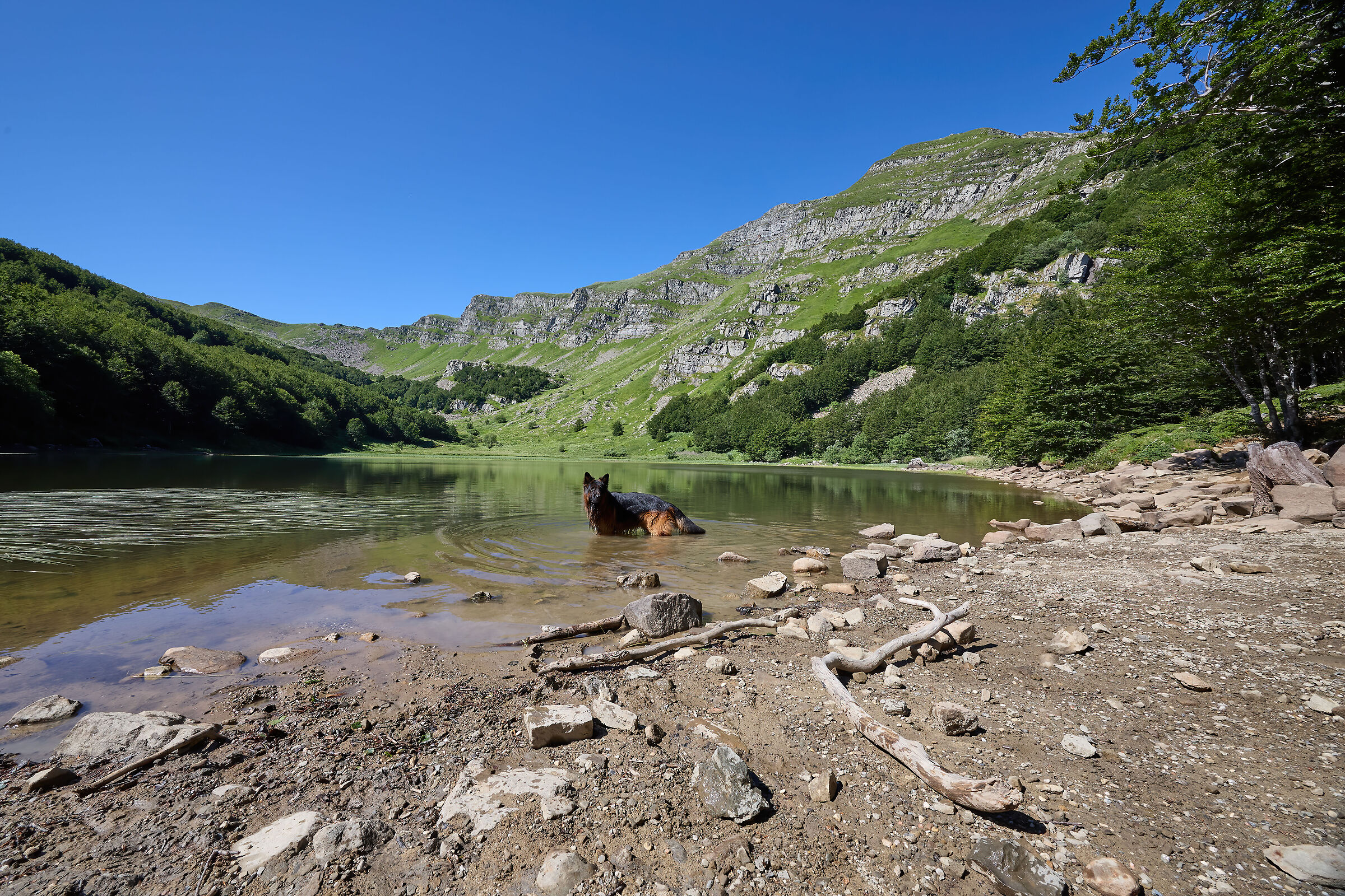 you are not a Labrador, do you want to understand it or not?...