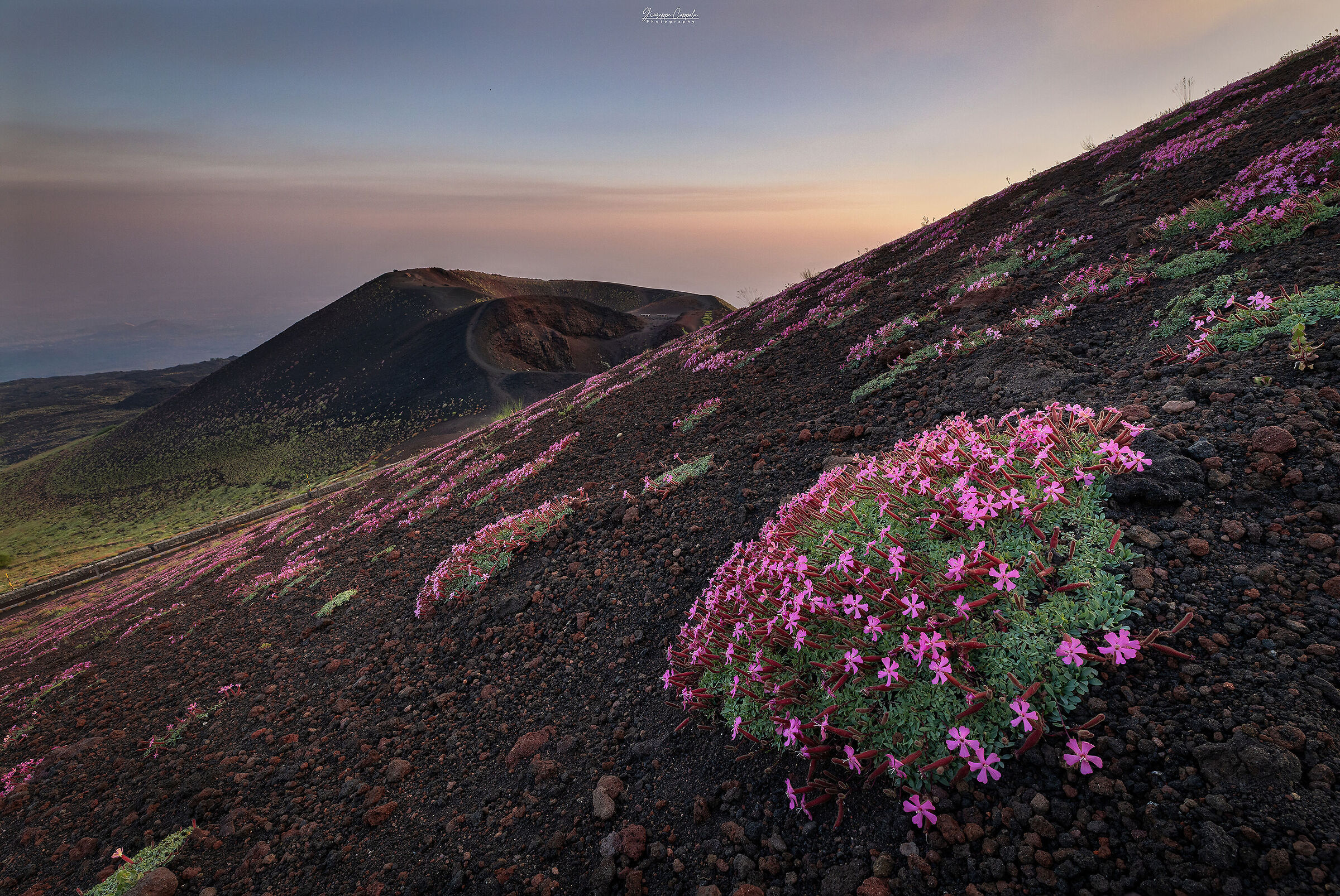 Saponaria Sicula - Etna
