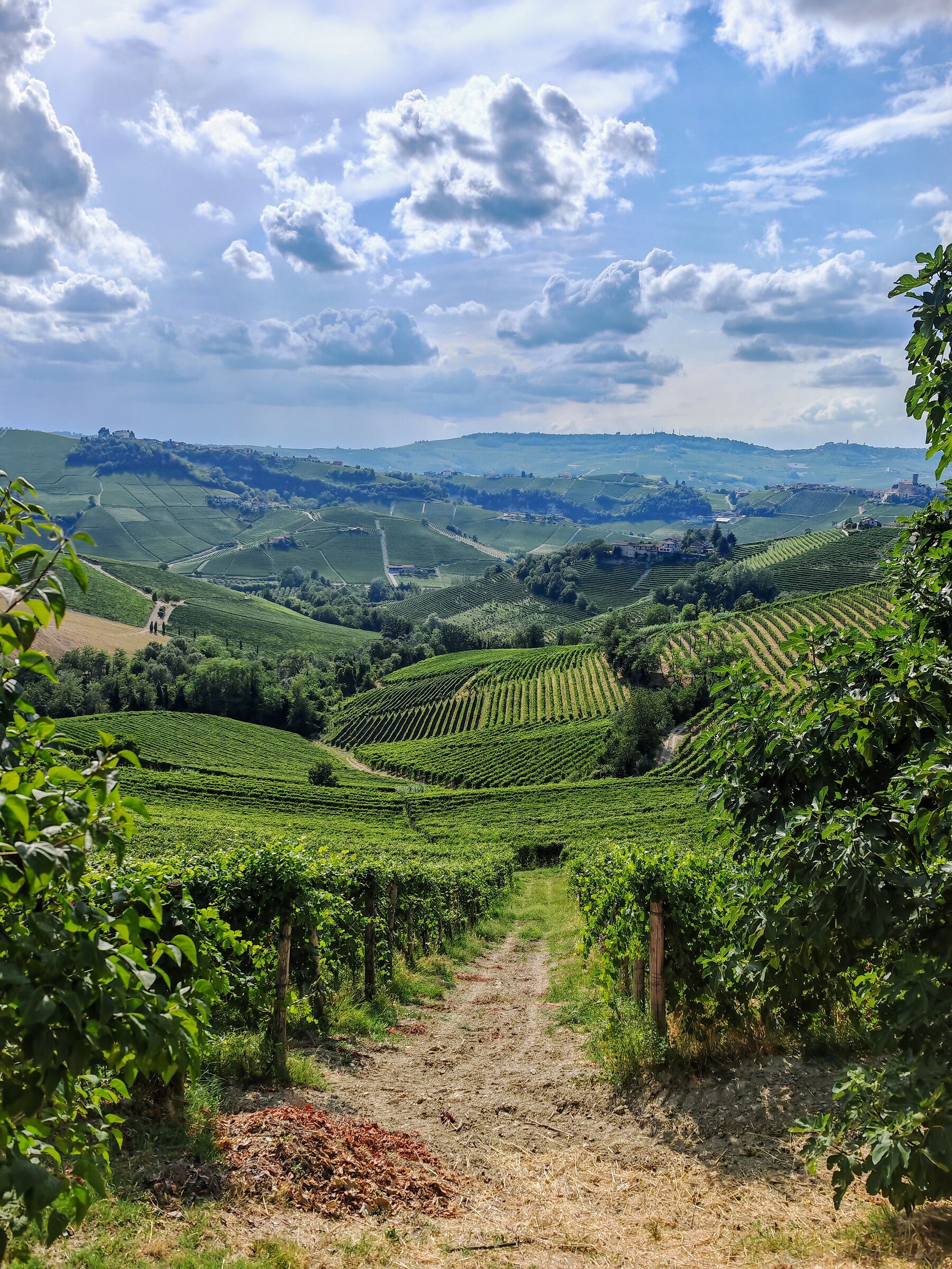 Downhill among the vines
