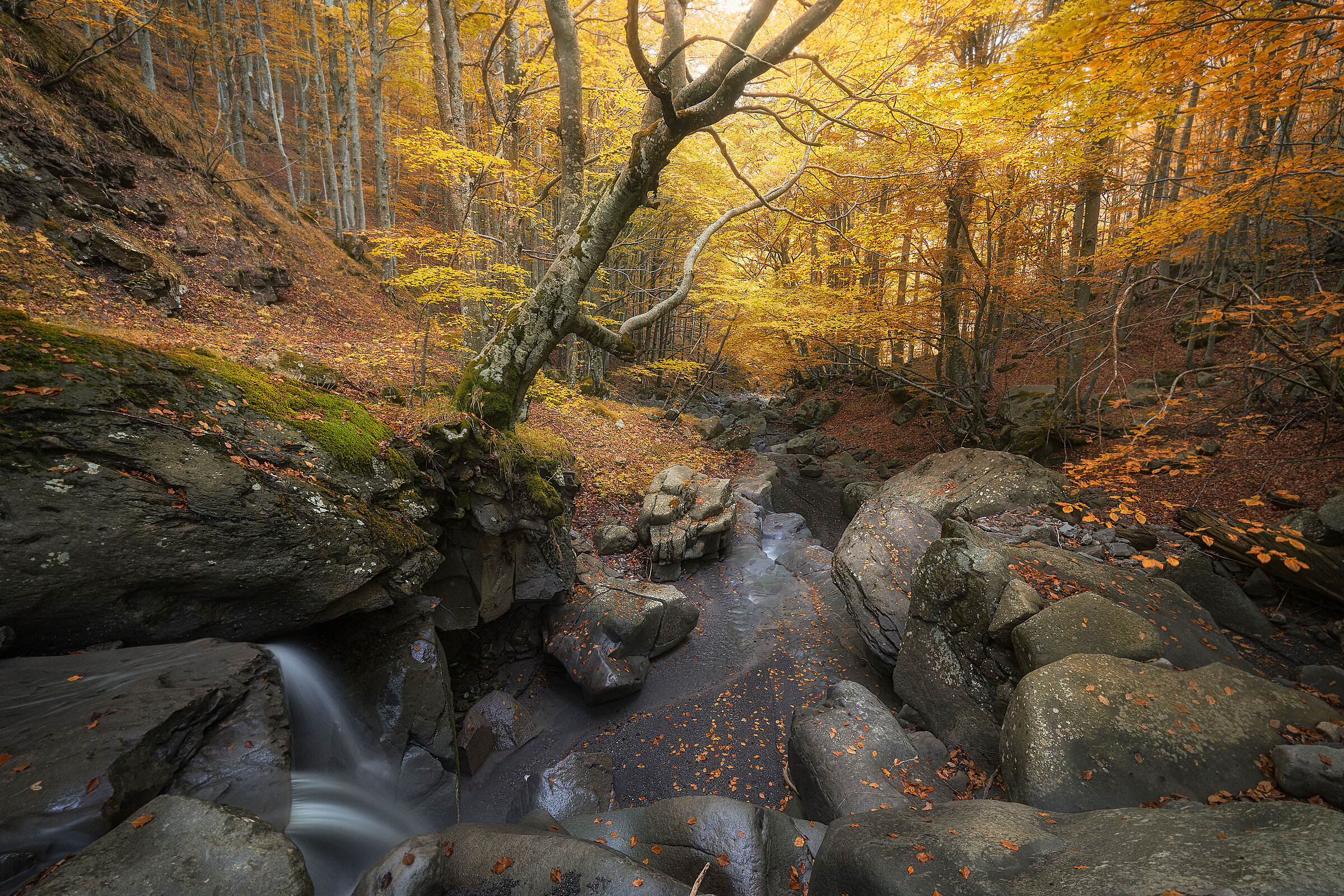 Foliage in the Apennines
