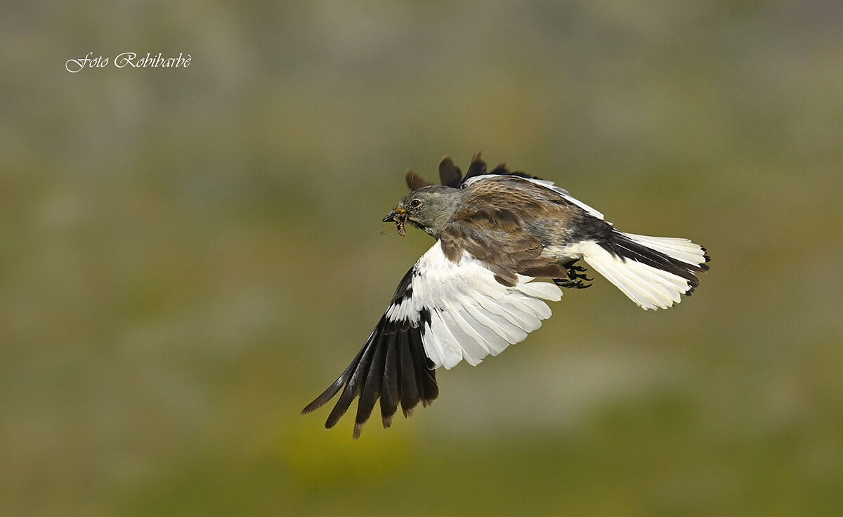 Fringuello Alpino...