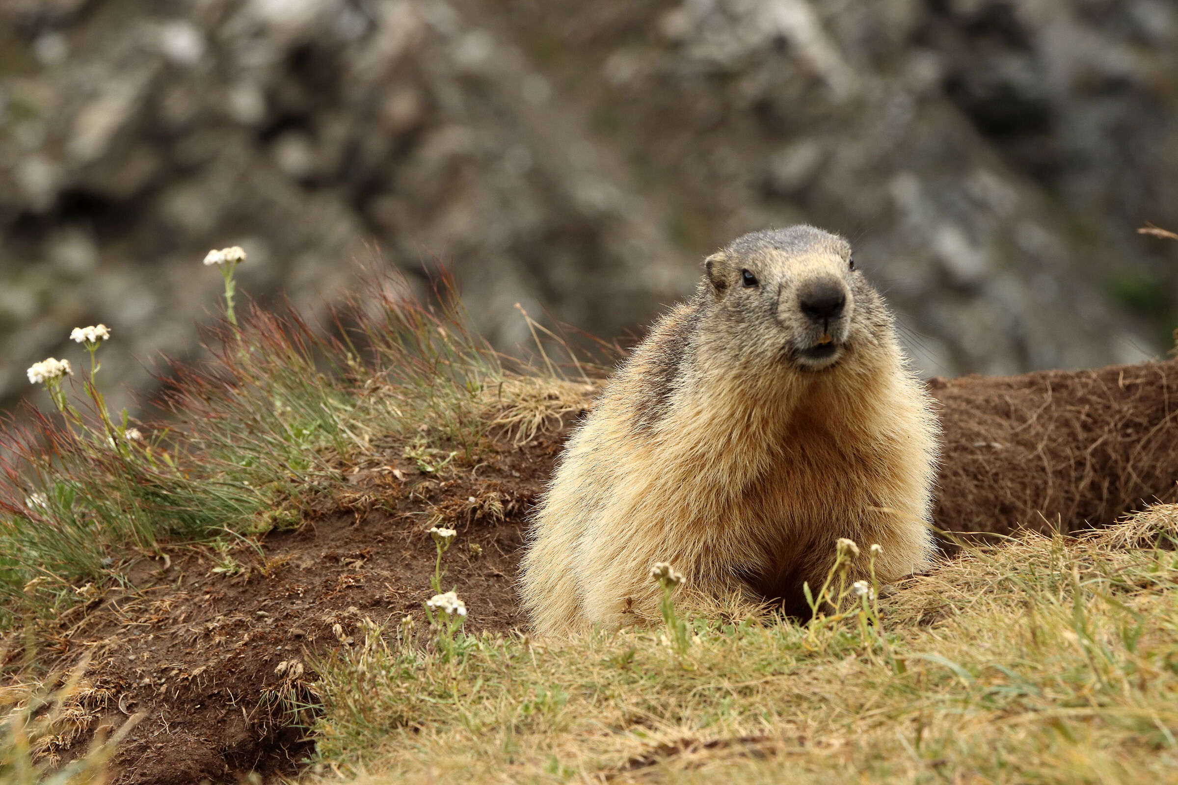 marmotta tra i fiori