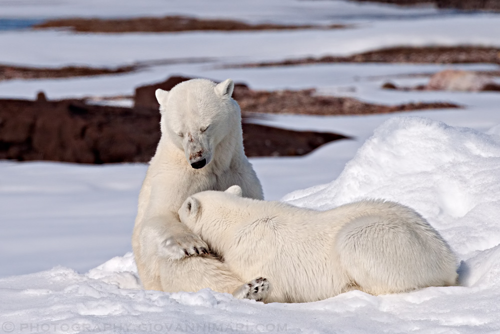 Polar Bear Lactation