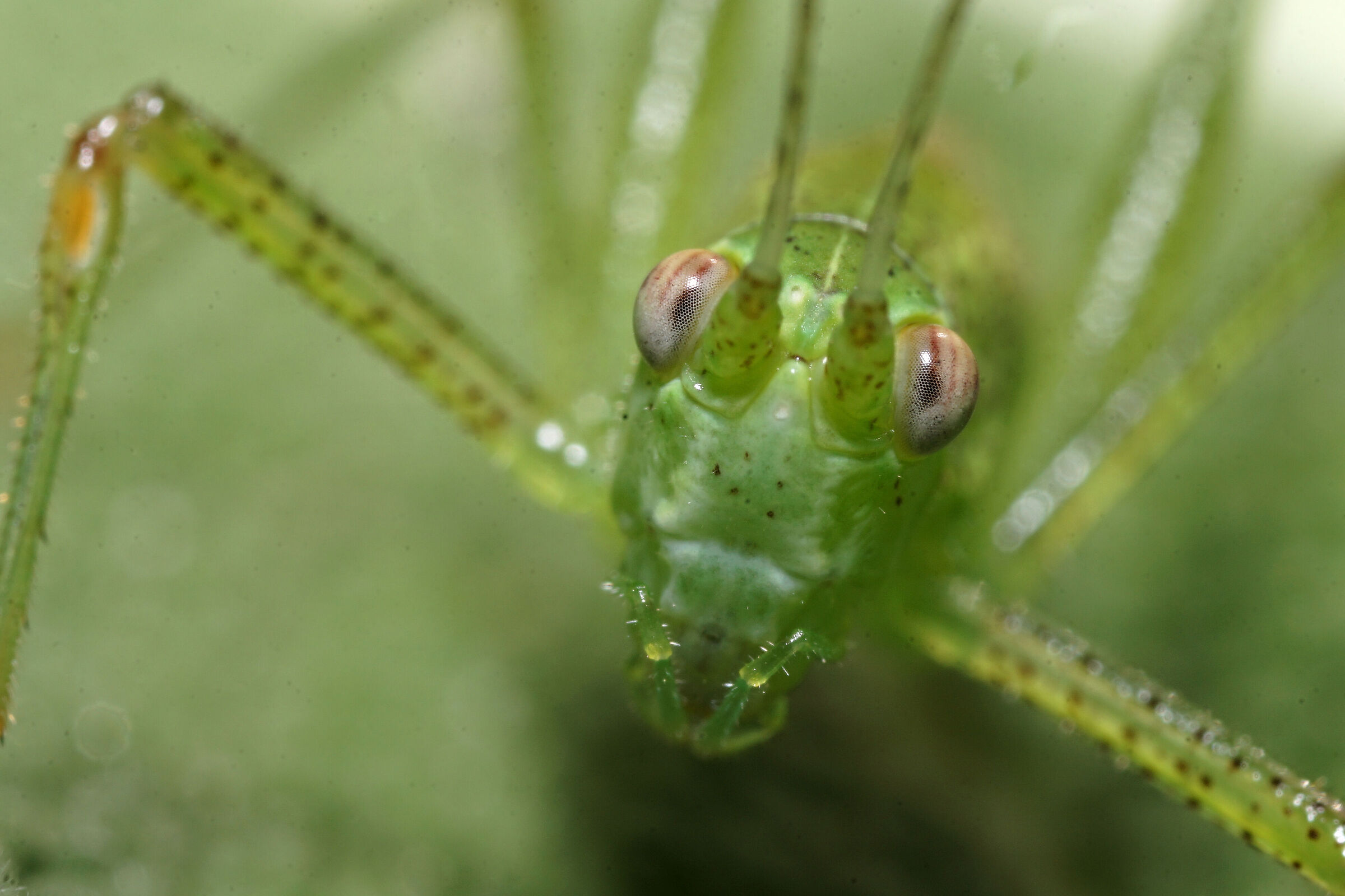 "Faccia" di cavalletta