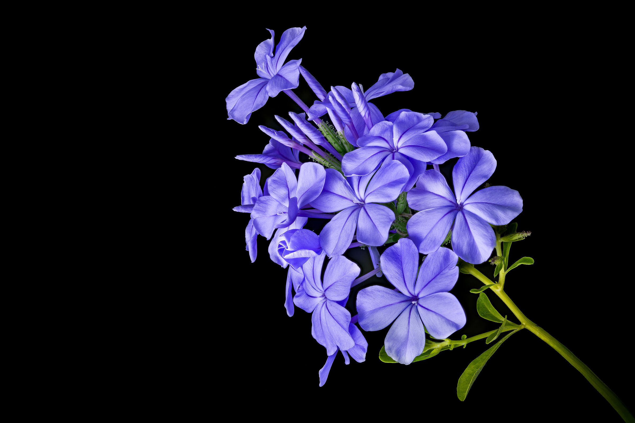 Plump or blue jasmine