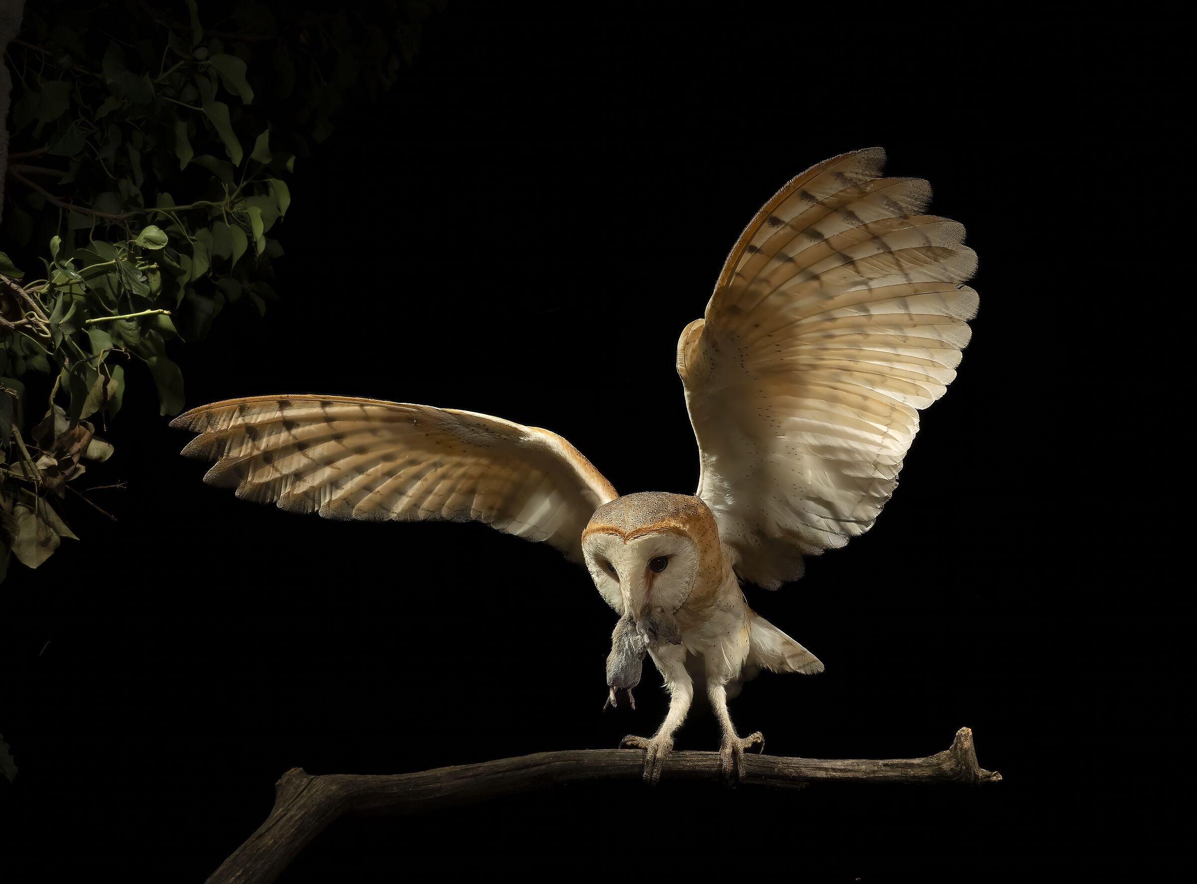Barn owl (Tyto alba) with prey