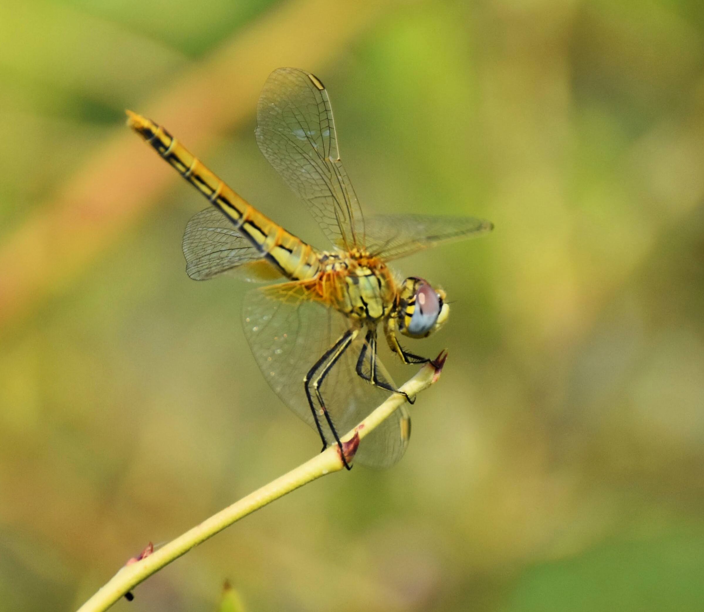 Libellula