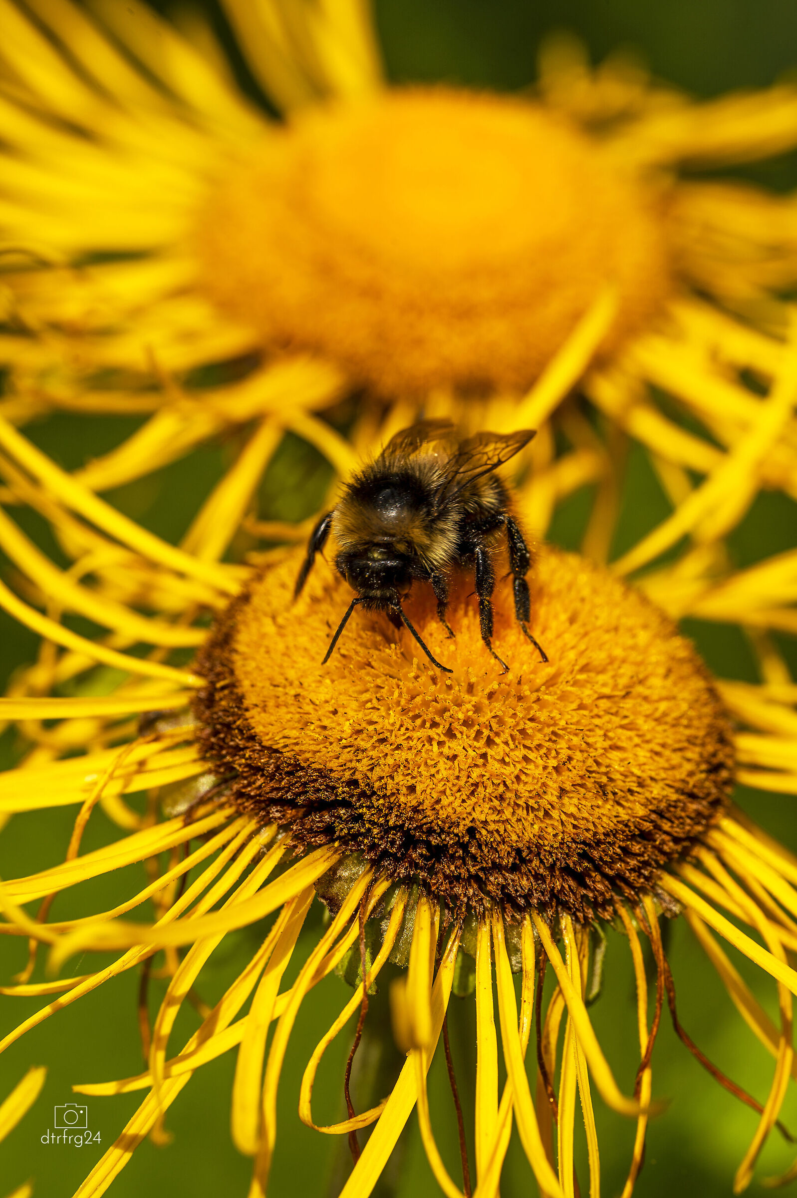 Bumblebee at work
