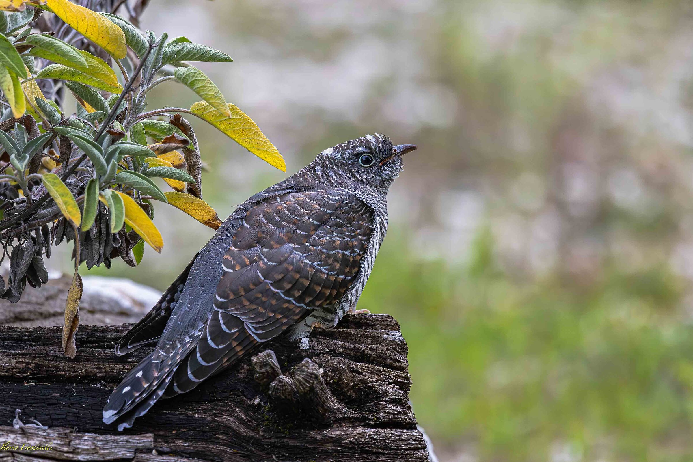 Young cuckoo