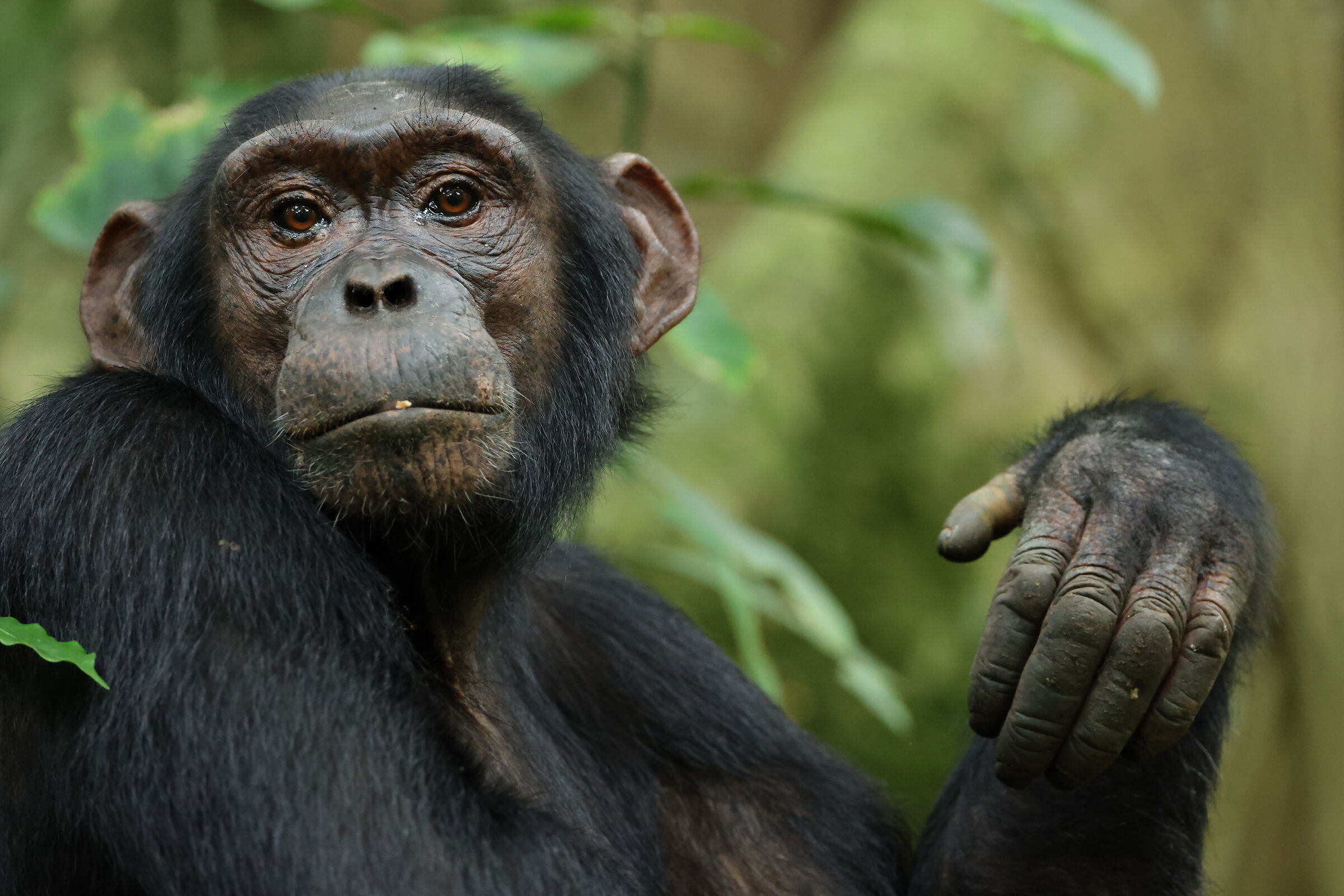 Scimpanzè nella Kibale forest