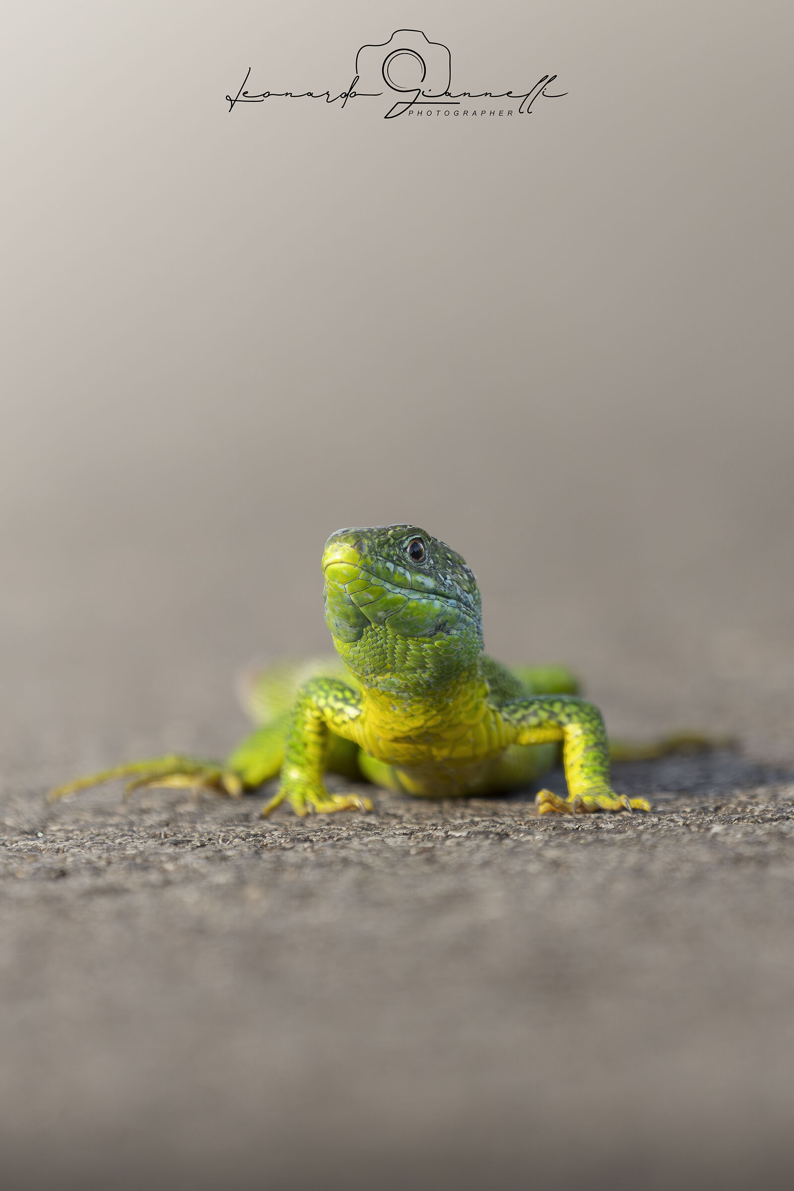West Green Lizard (Lacerta bilineata)