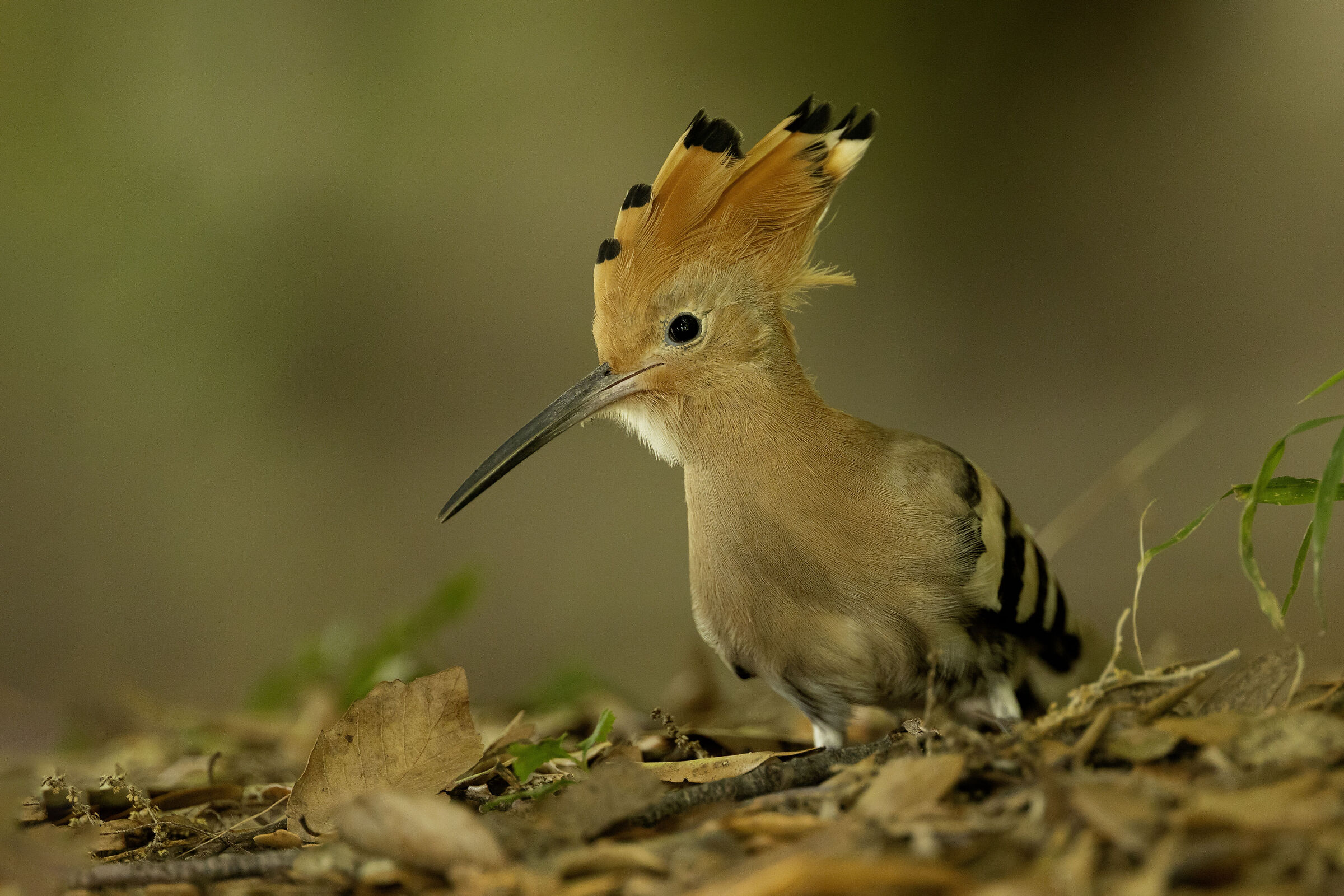 Upupa