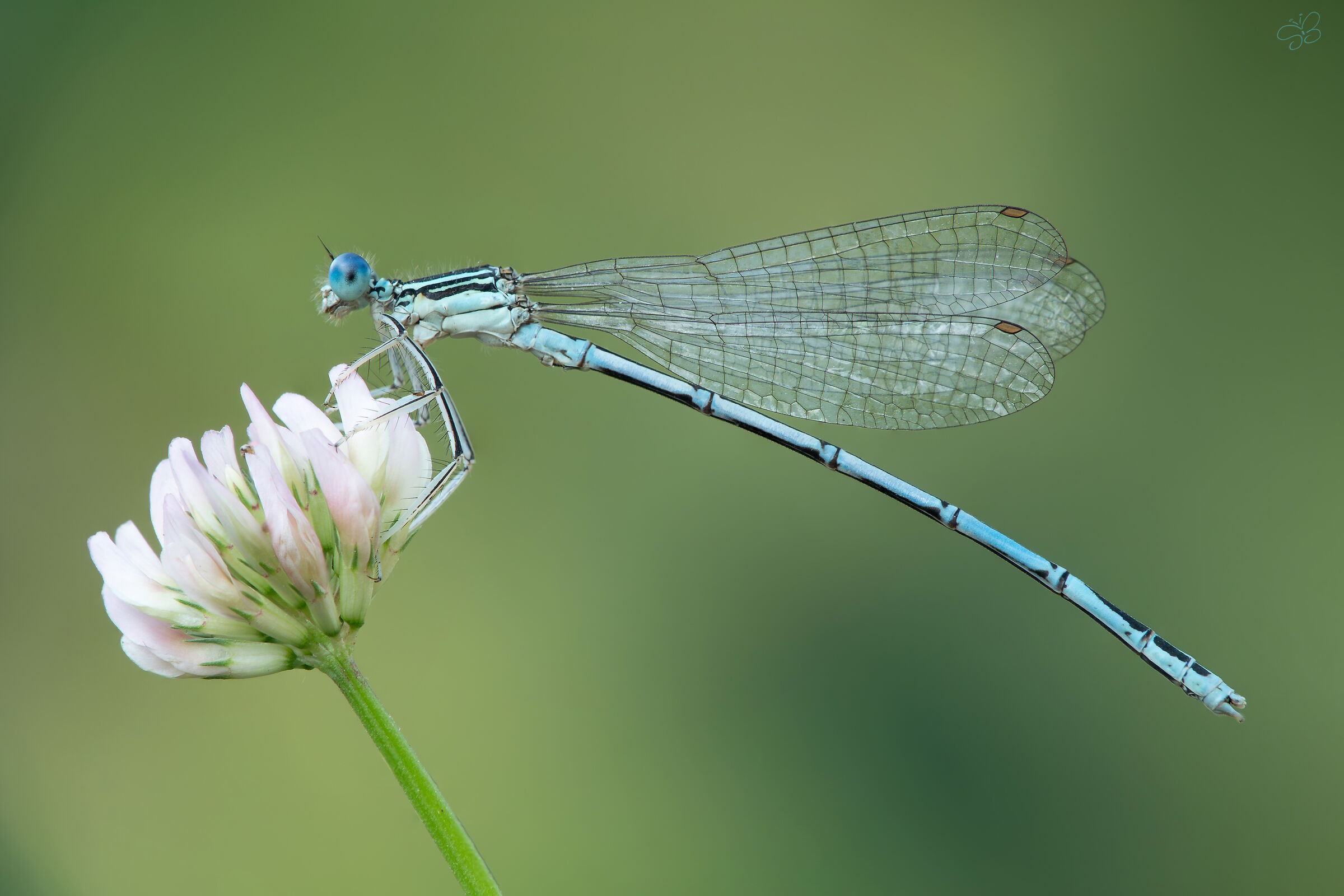 Platycnemis pennipes