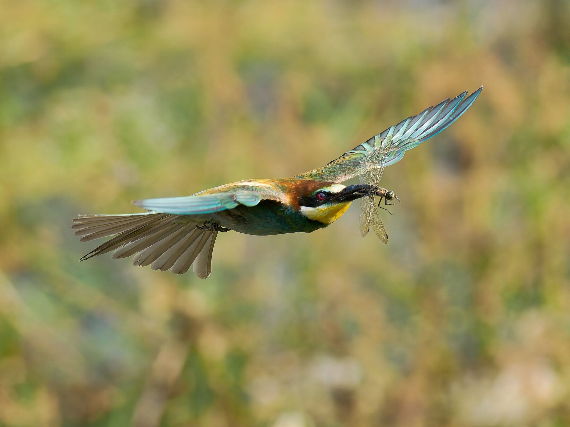 Bee-eater with prey