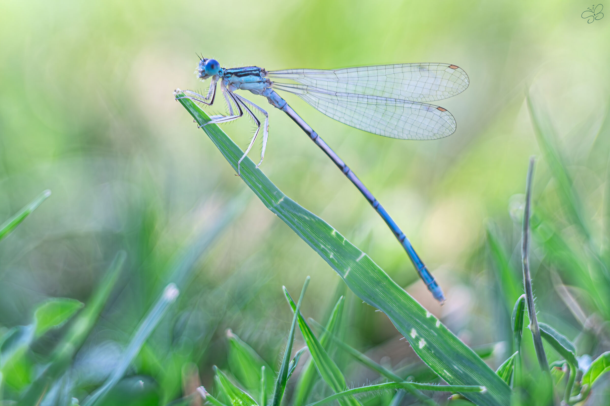 Platycnemis pennipes