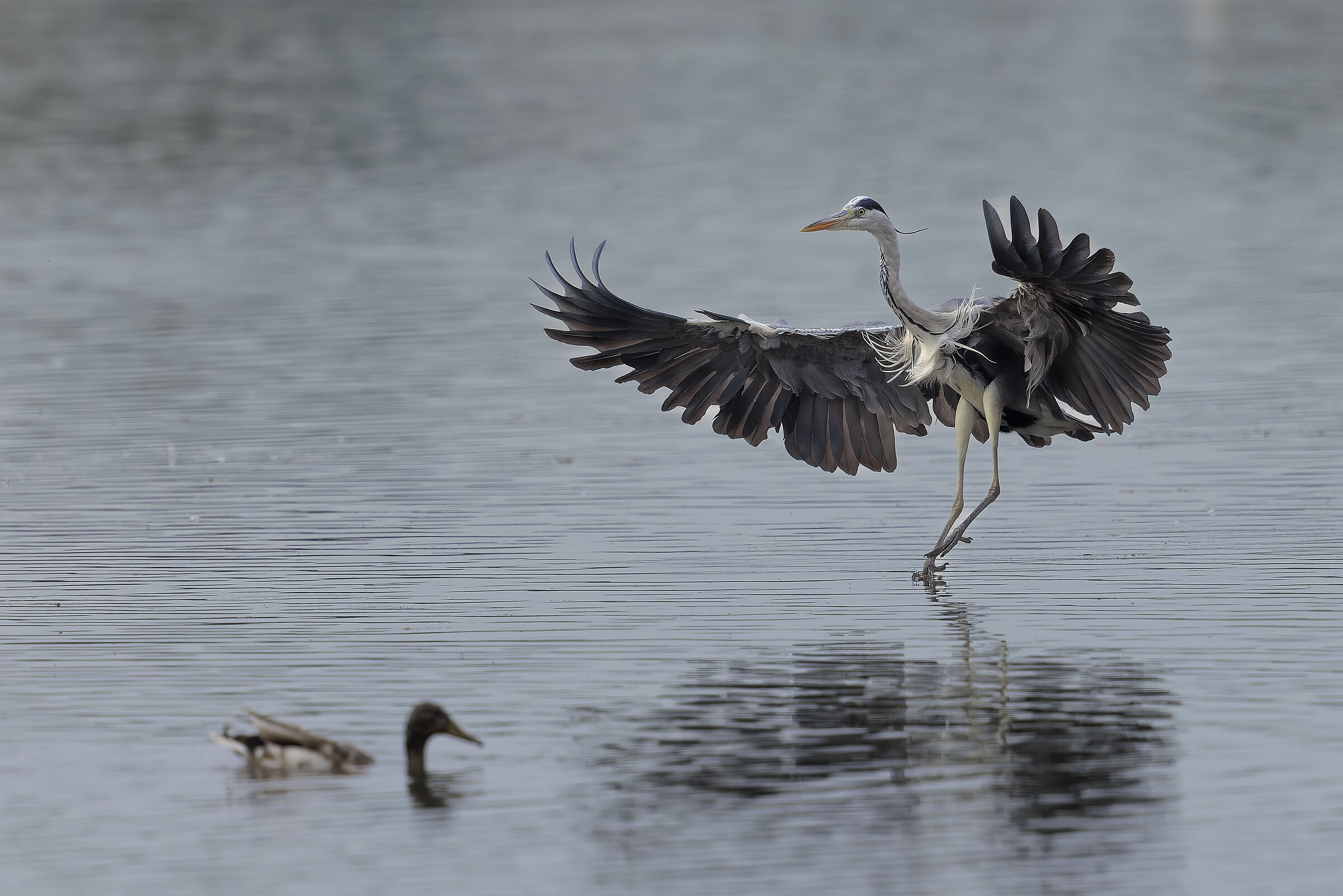 Grey heron