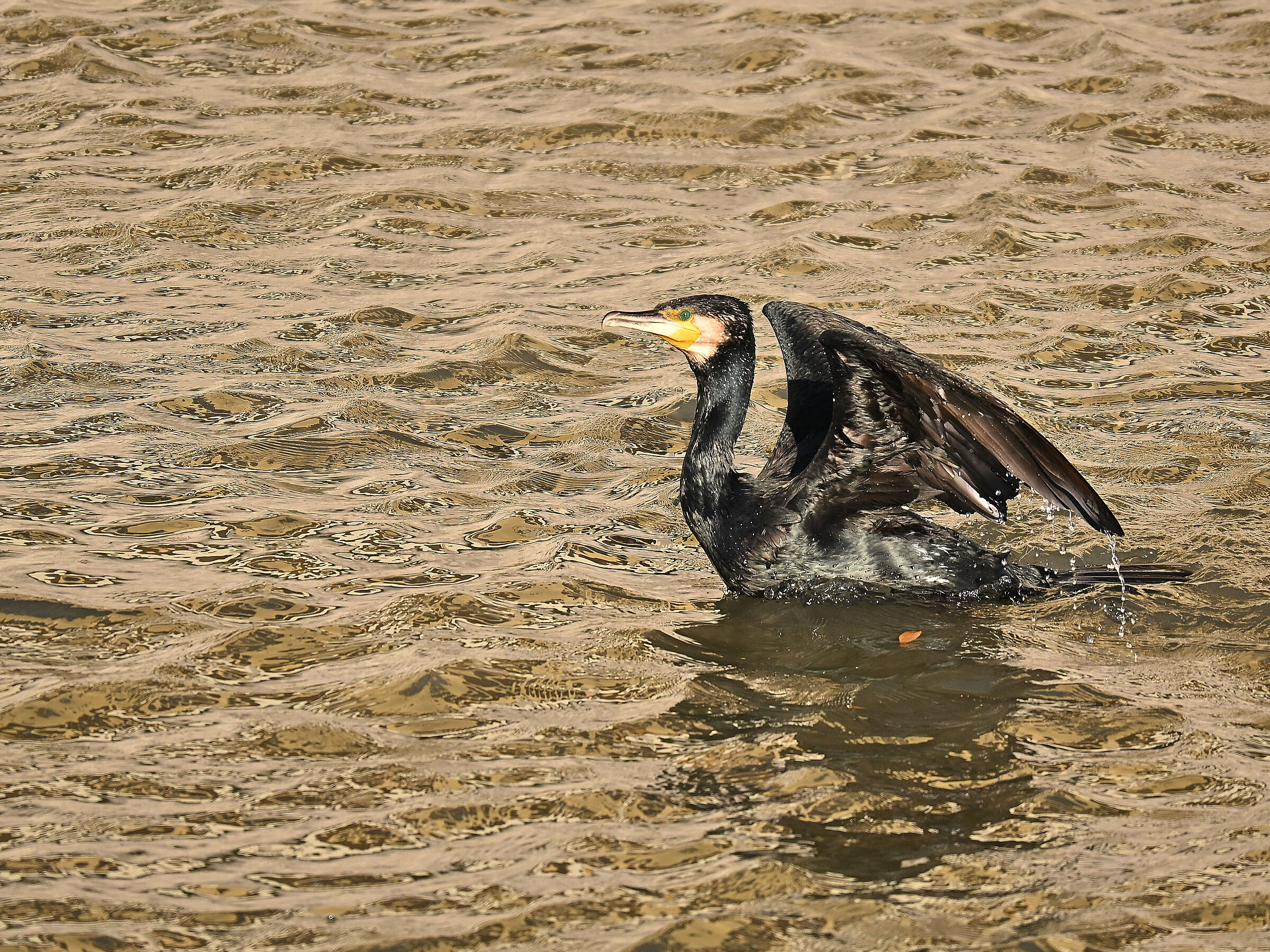 Cormorant