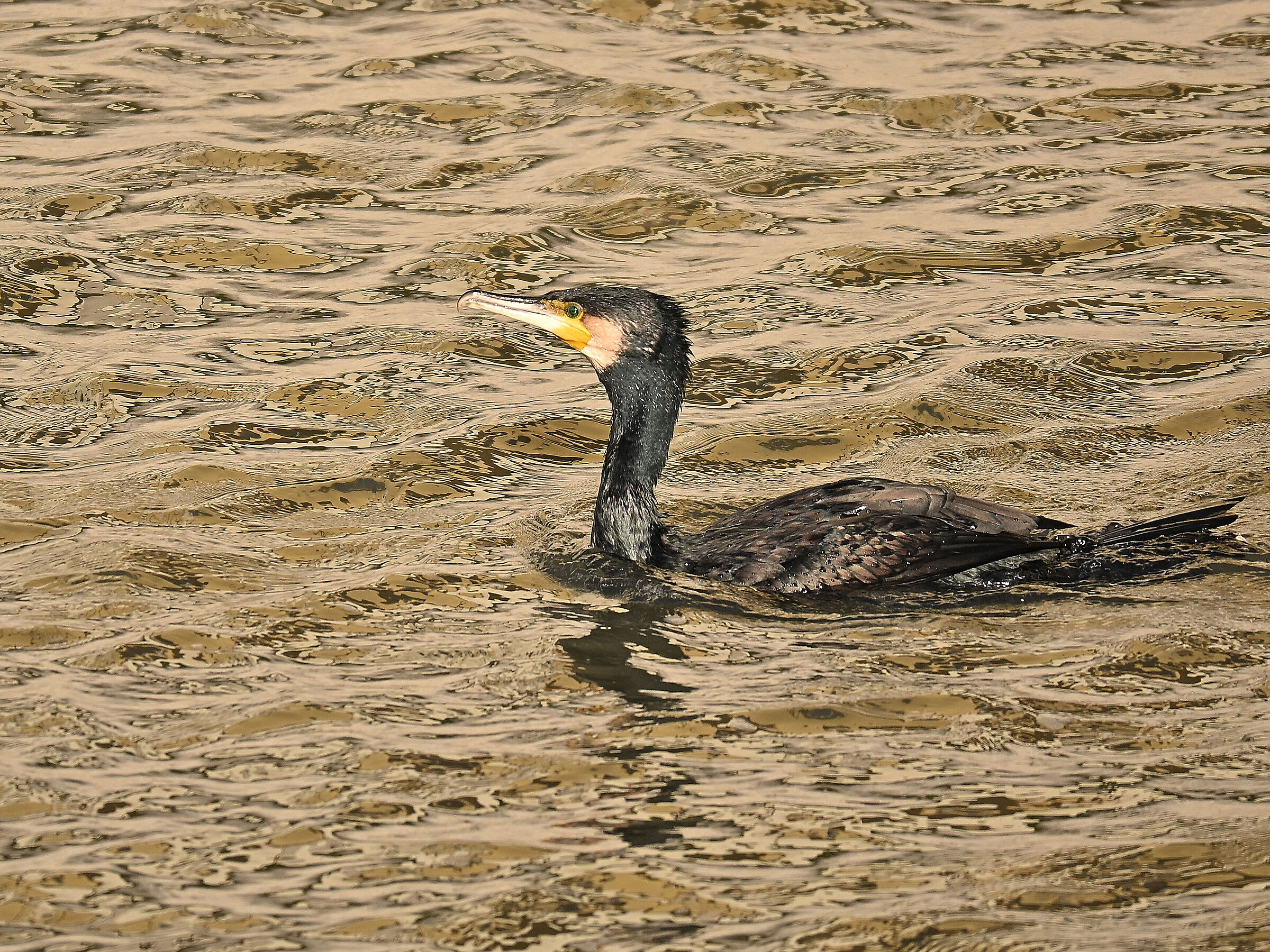 Cormorant