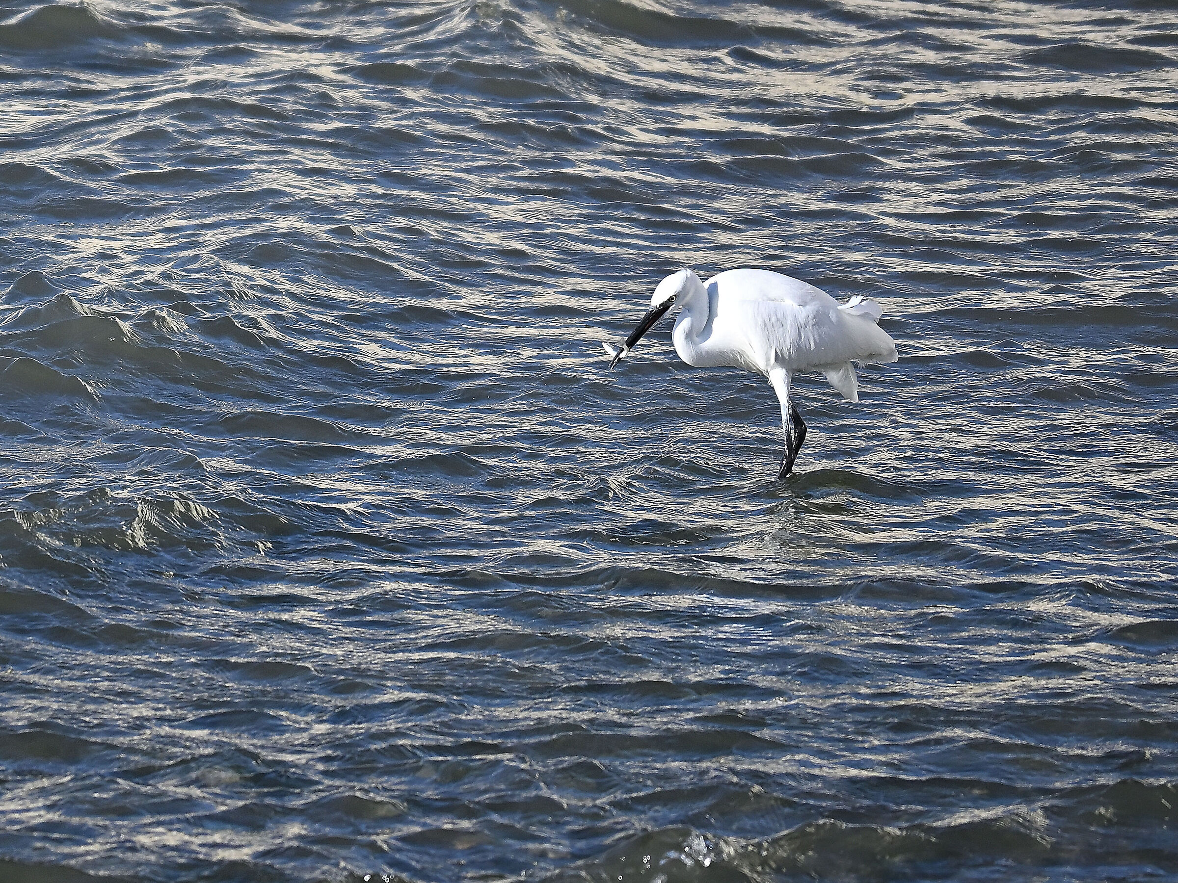 Egret