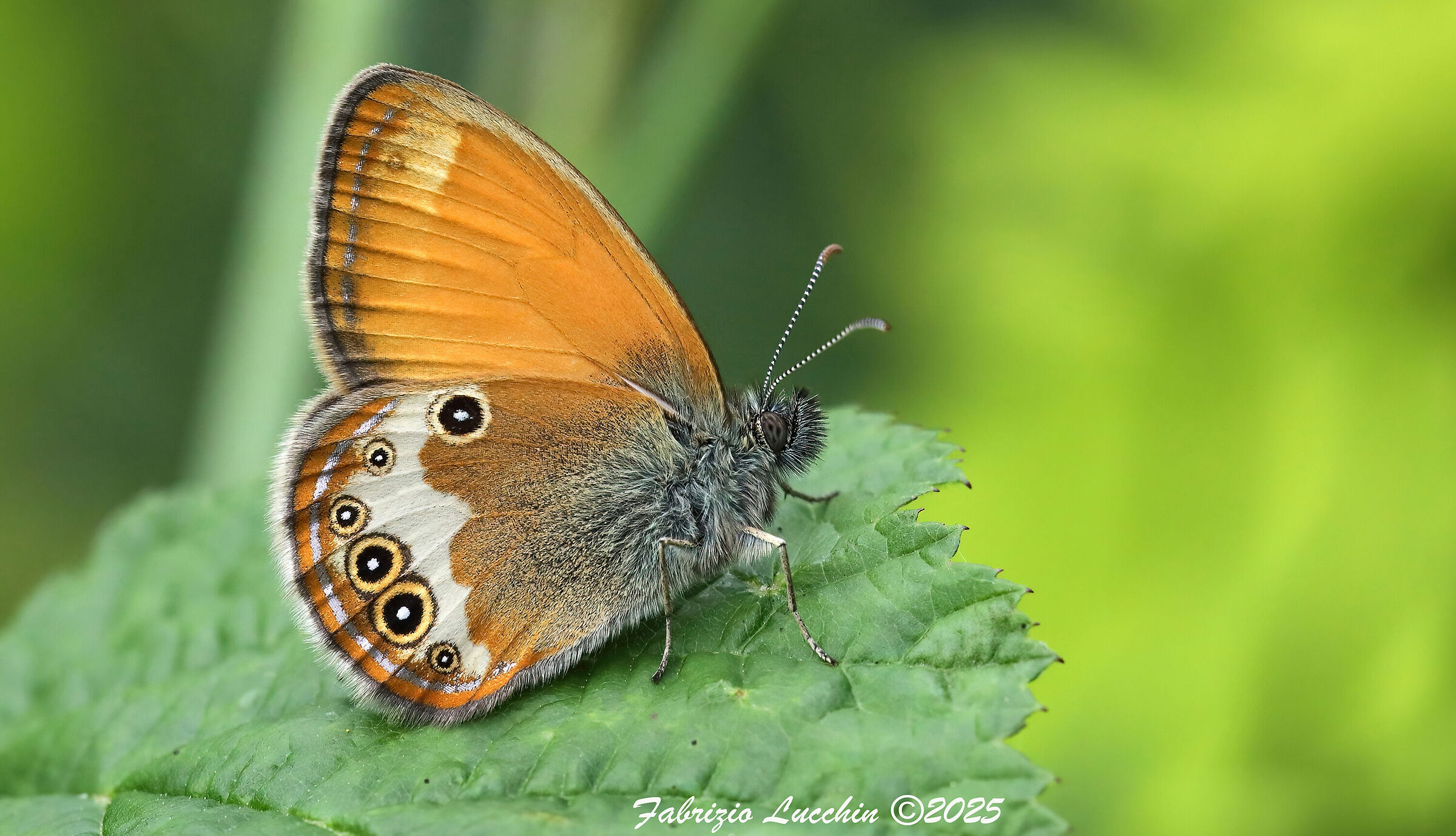 Coenonympha arcania