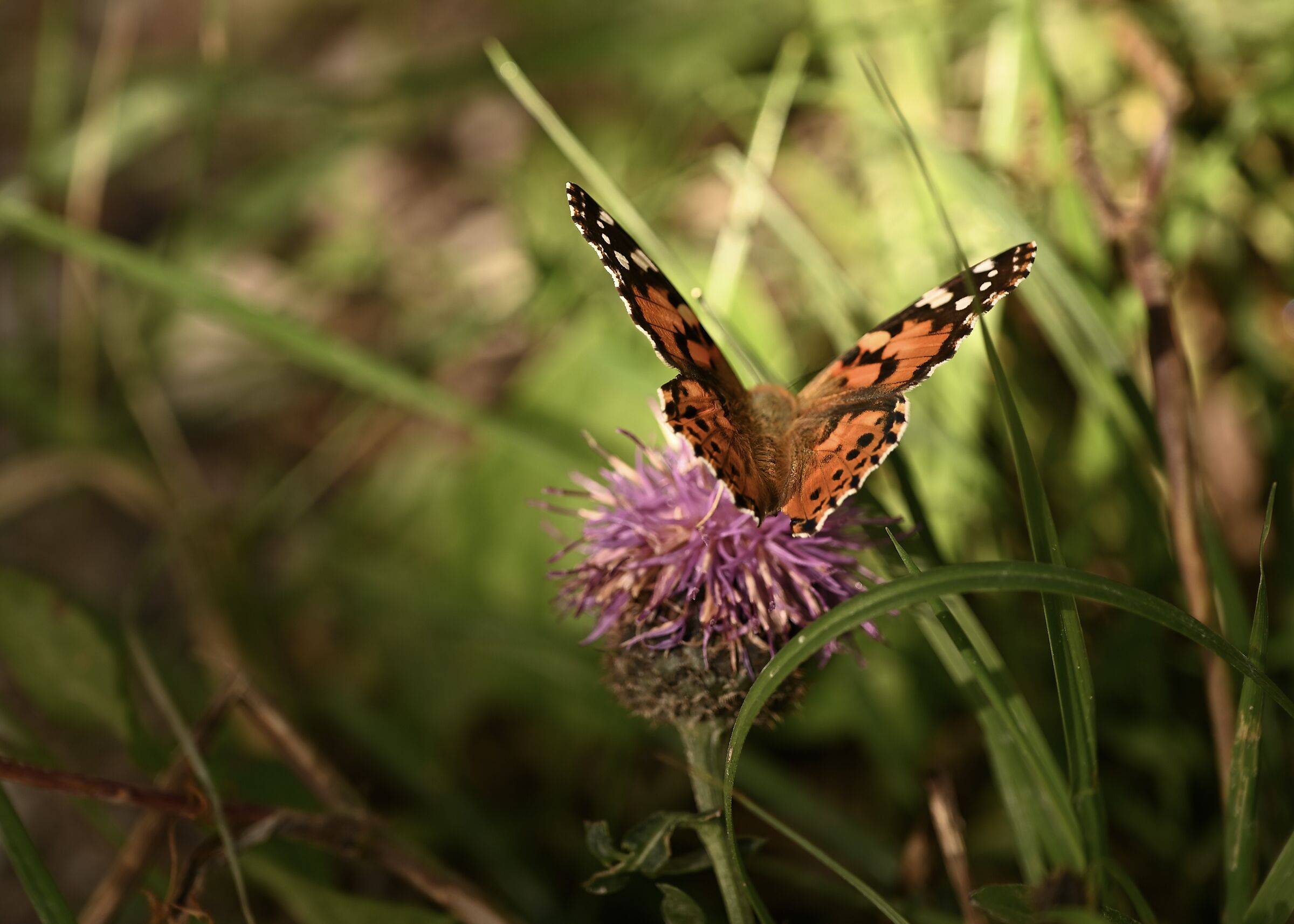 farfalla nel sottobosco