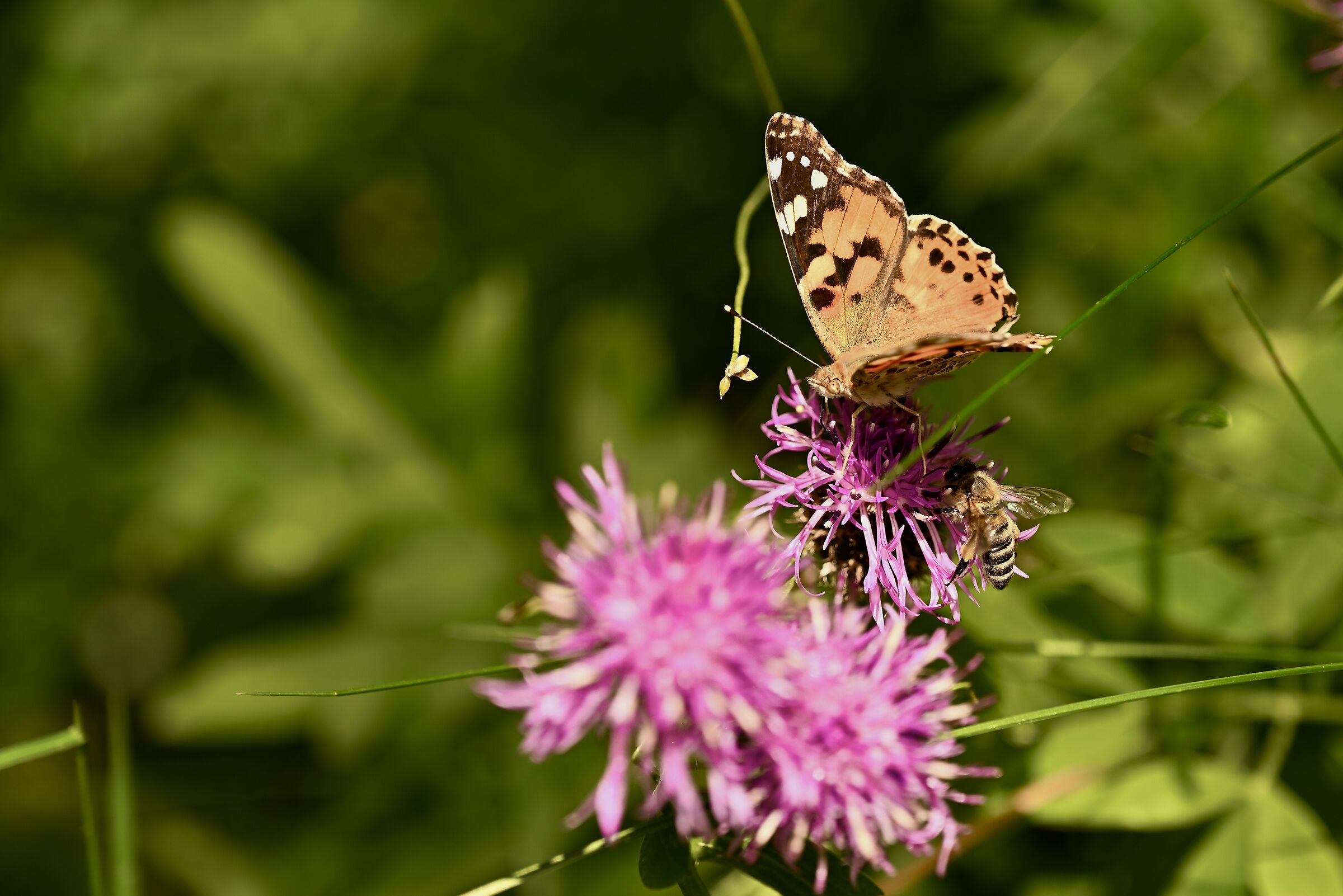 Meeting on the flower
