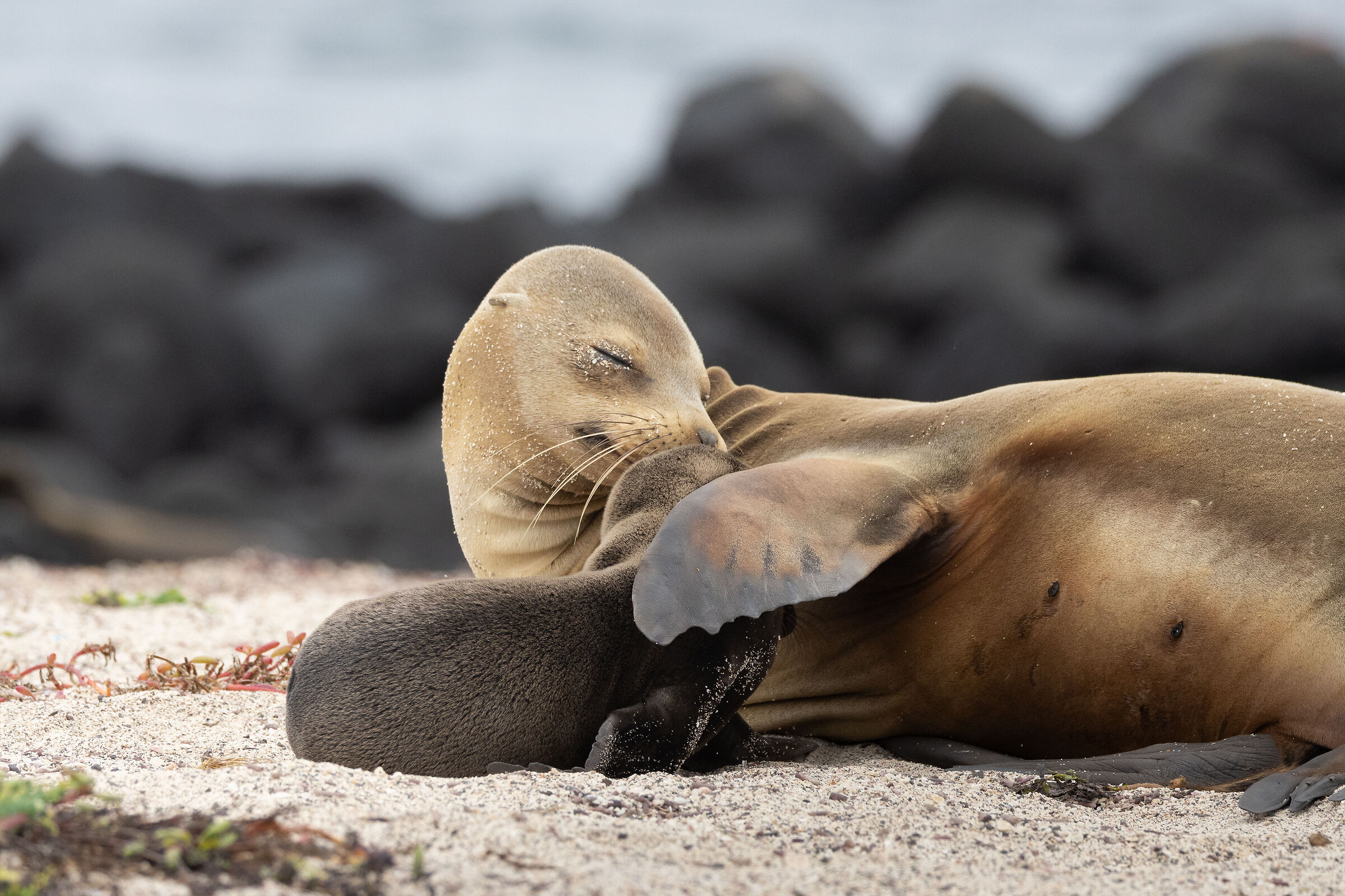 Leoni marini delle galapagos