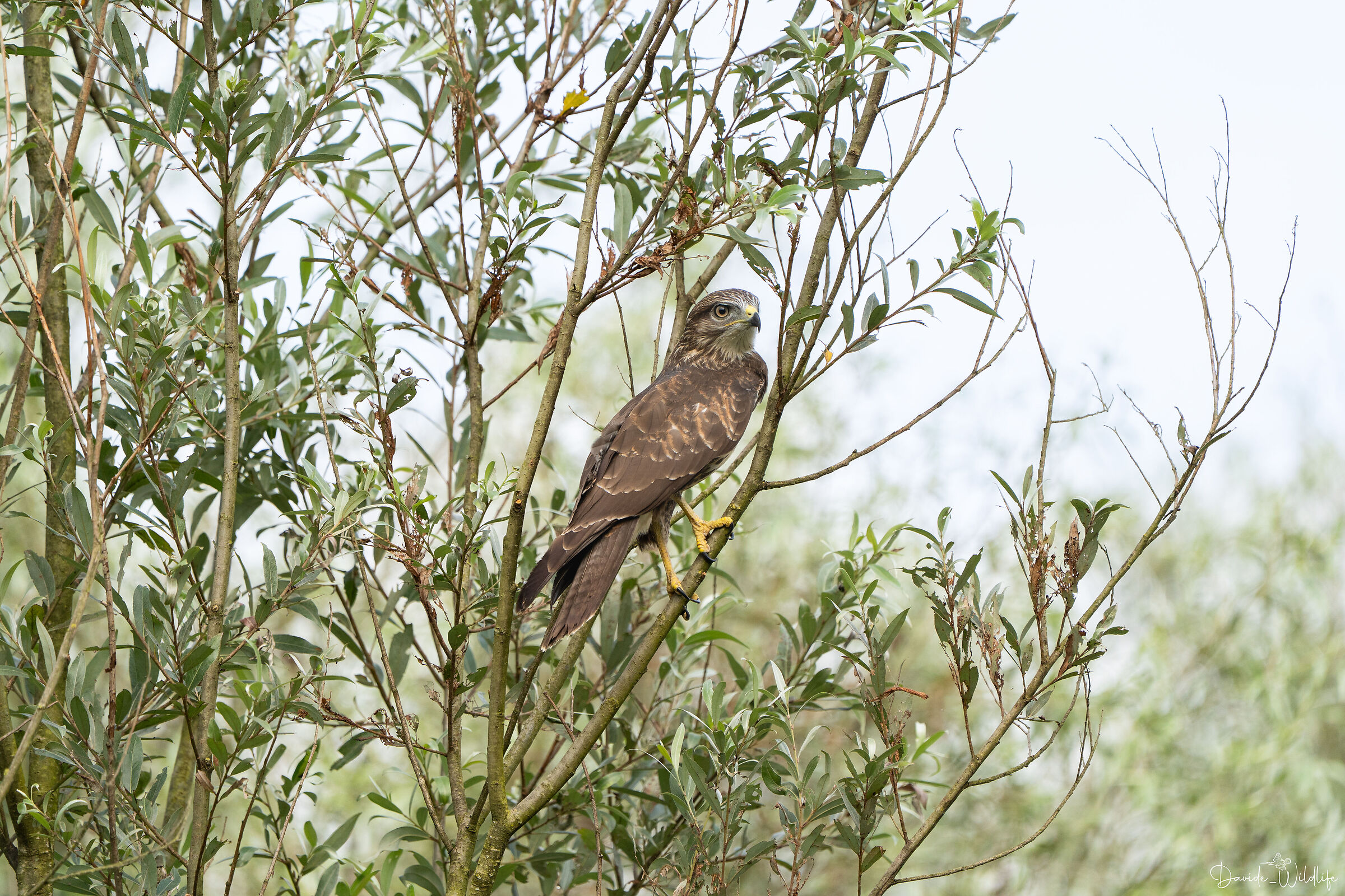 Young buzzard