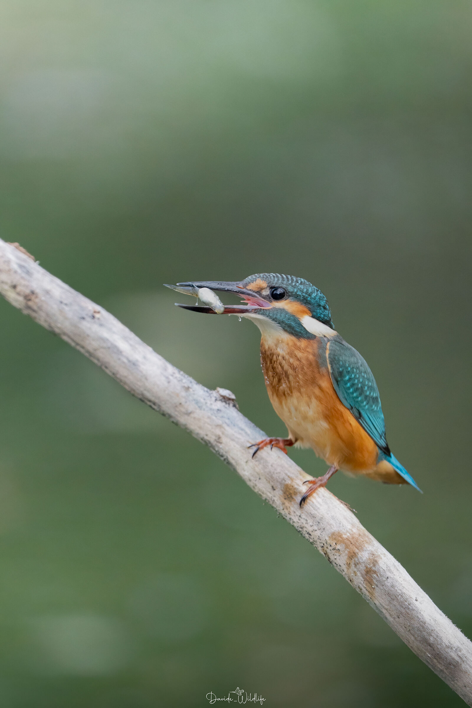 Juv Kingfisher