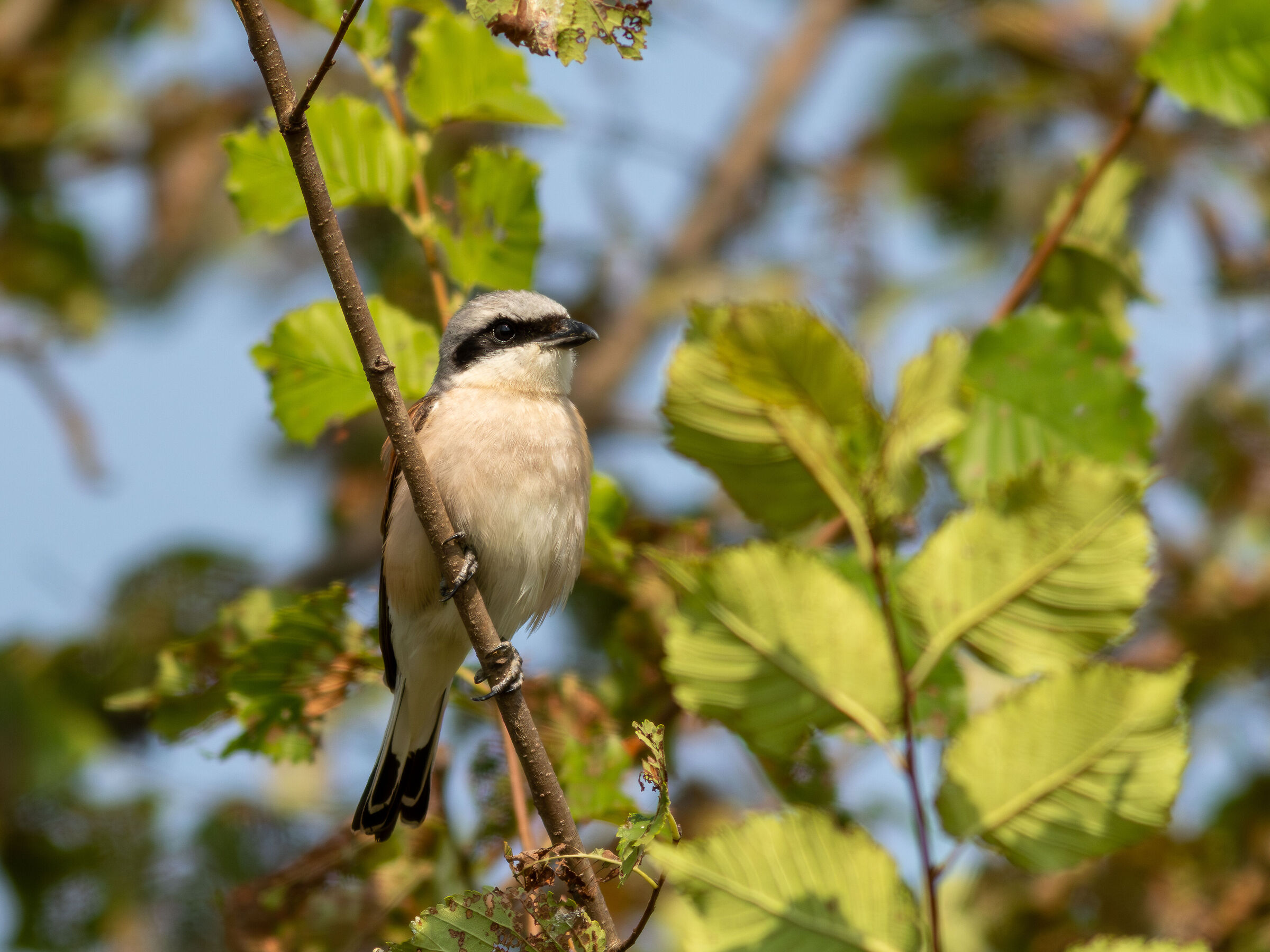 Red-backed shrike